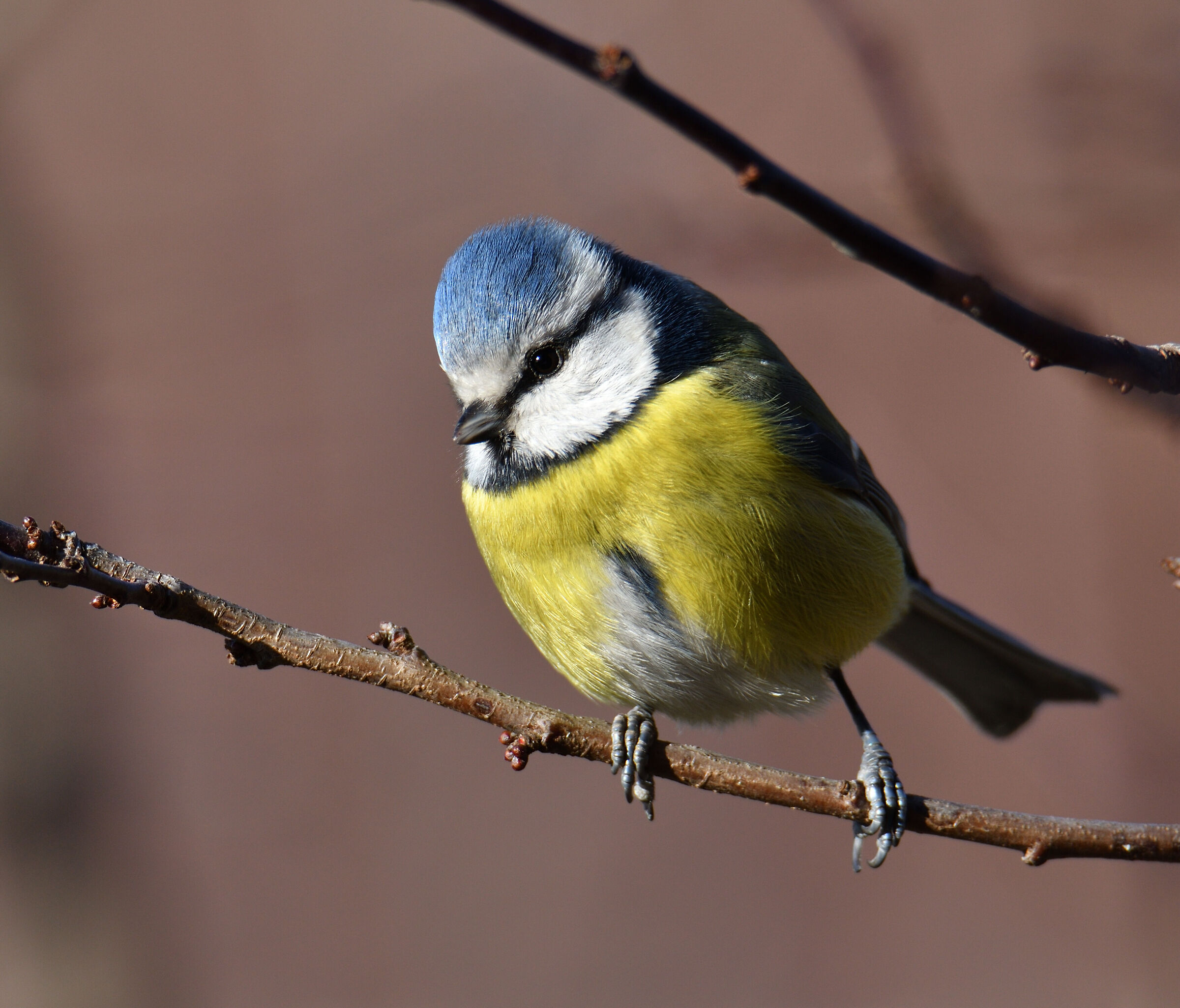 Cinciarella baciata dal sole