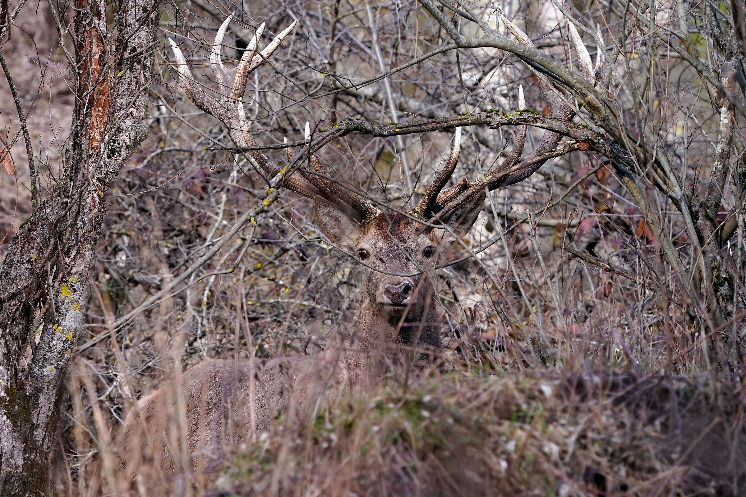 The camouflage of the deer