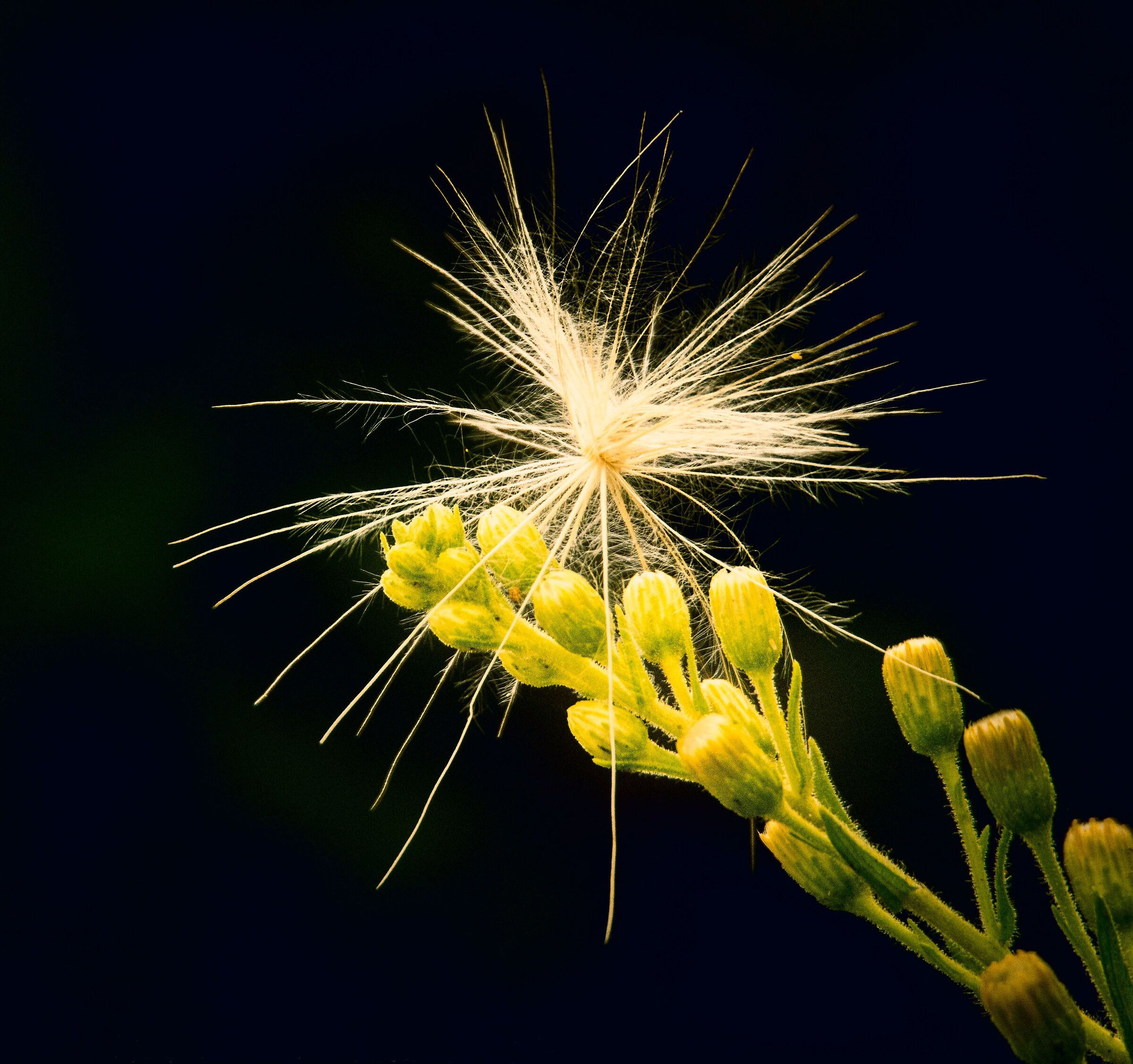 "Il vento mi ha posato sul fiore"