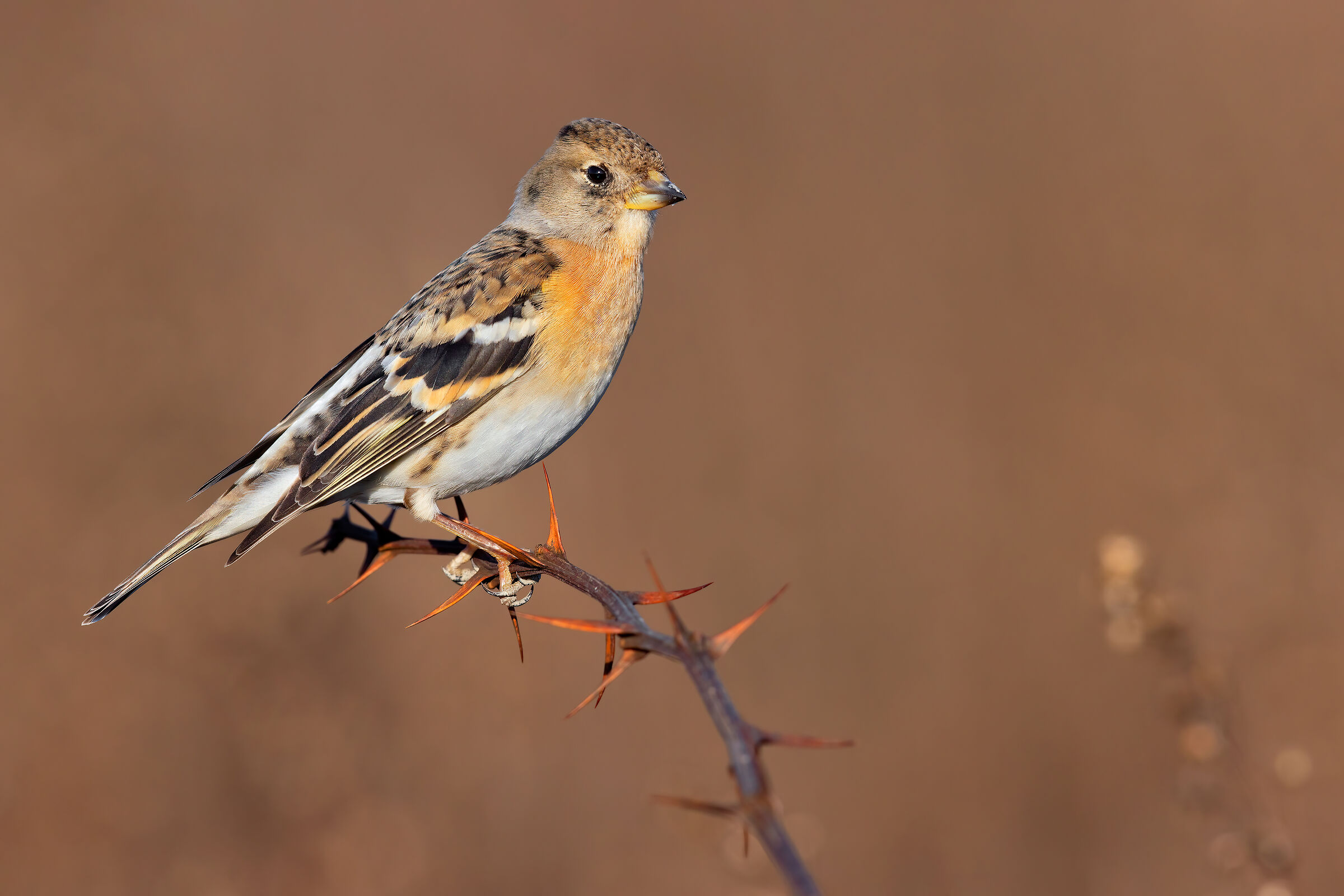Brambling