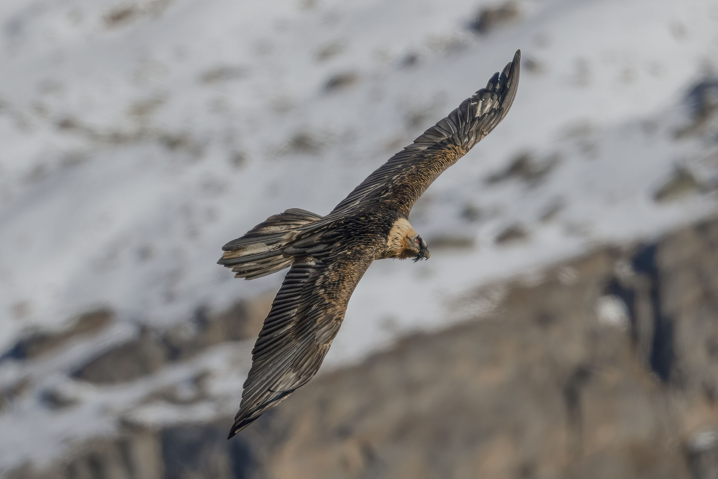 Bearded Vulture