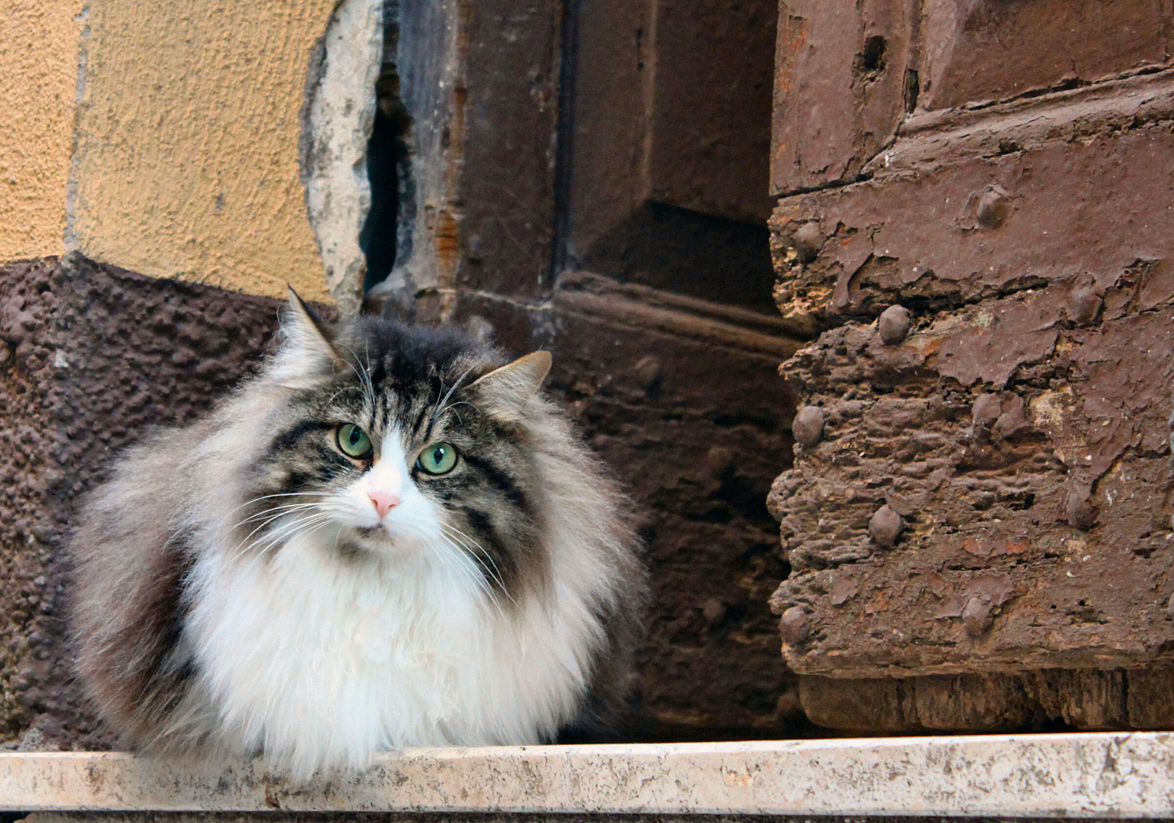 Il Gatto e la vecchia porta