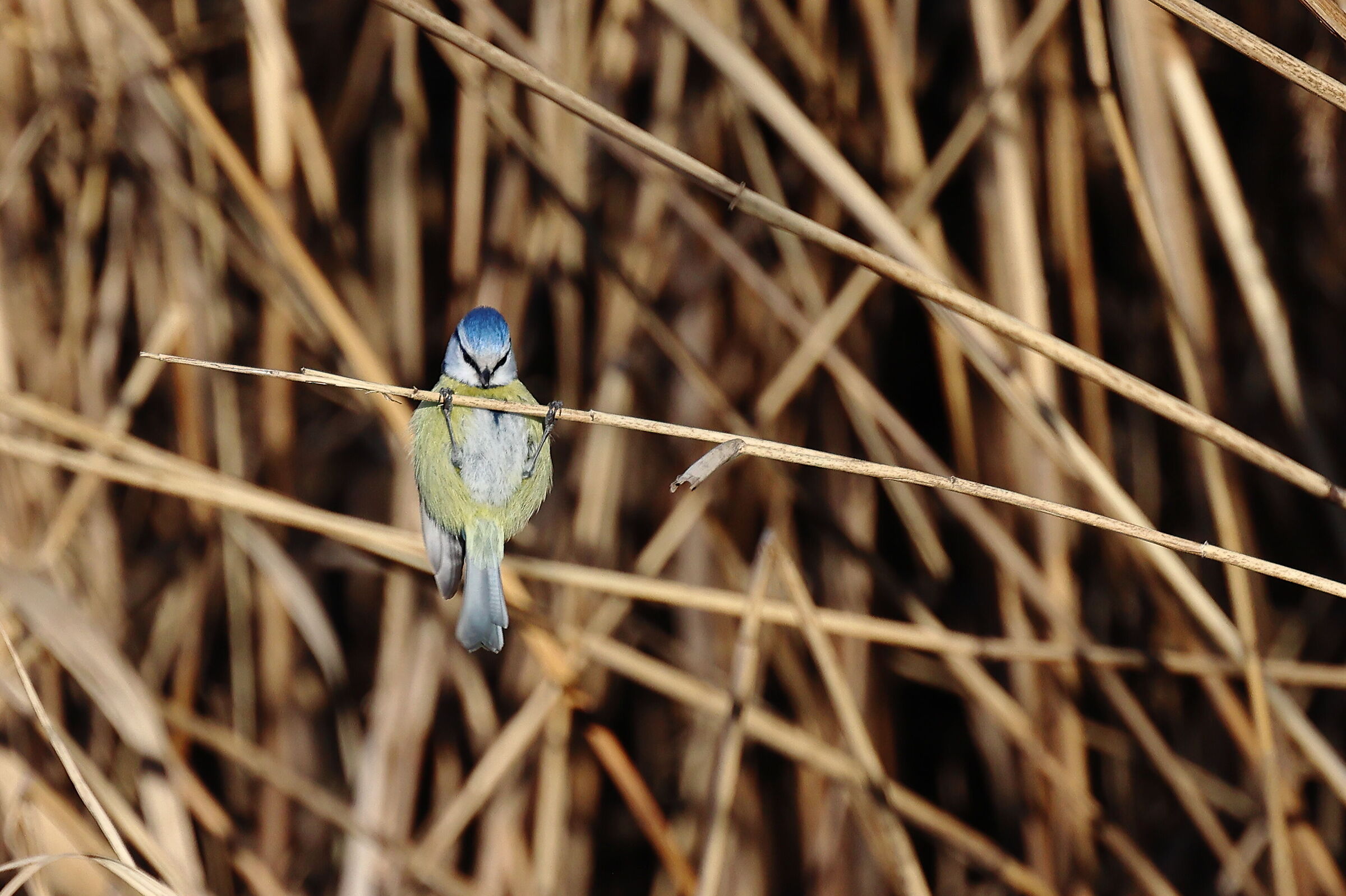 Cinciarella equilibrista