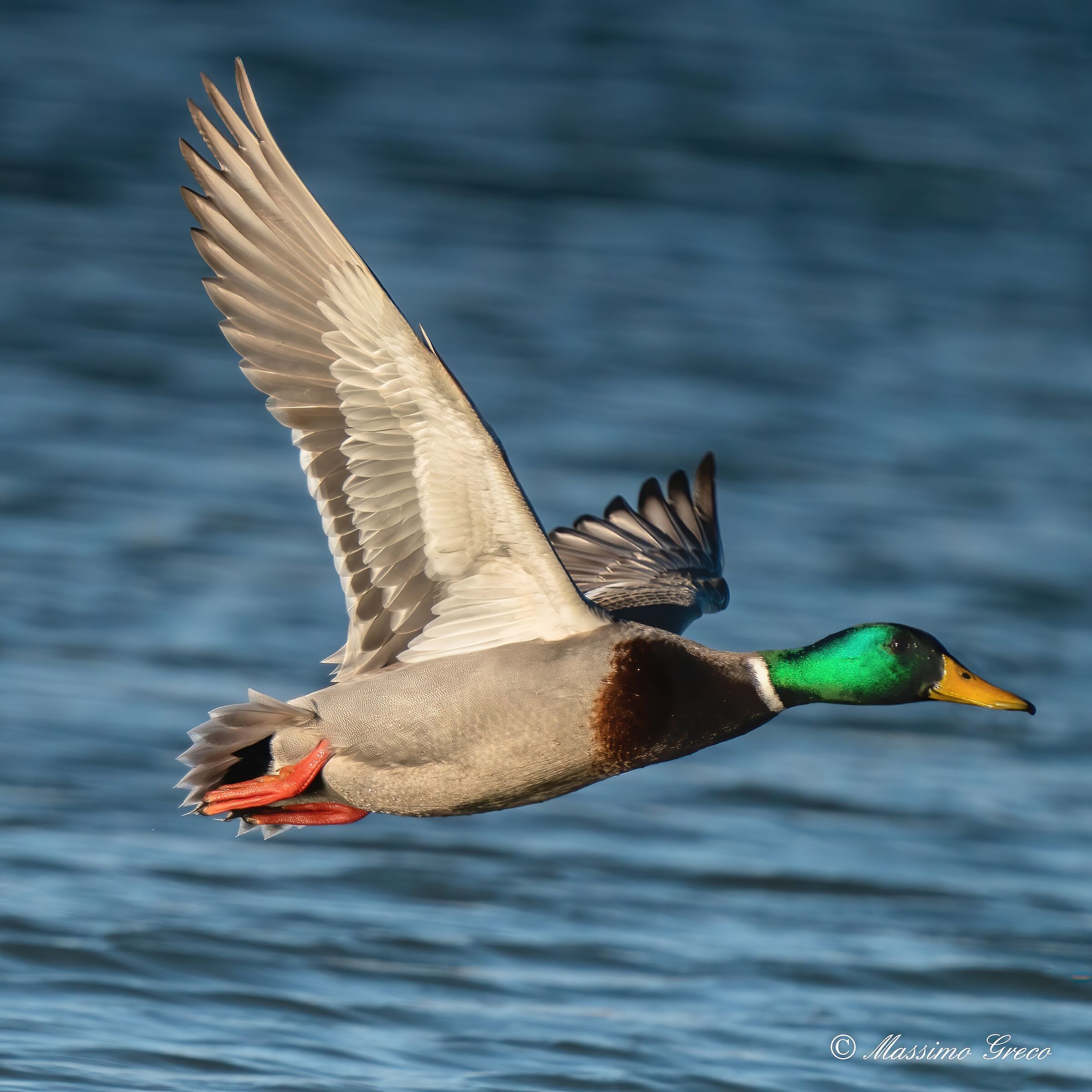 Mallard