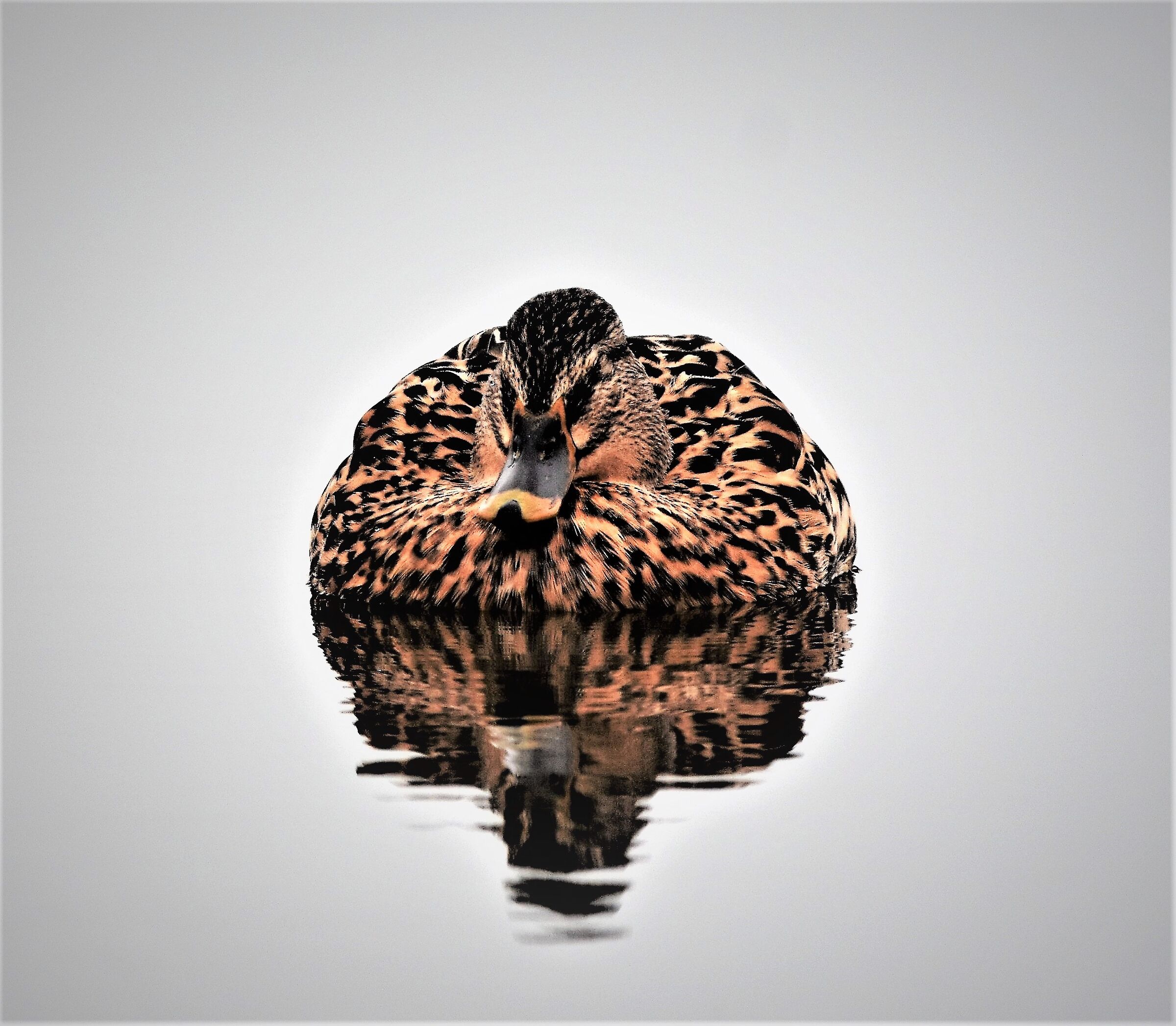 the nap of the mallard female