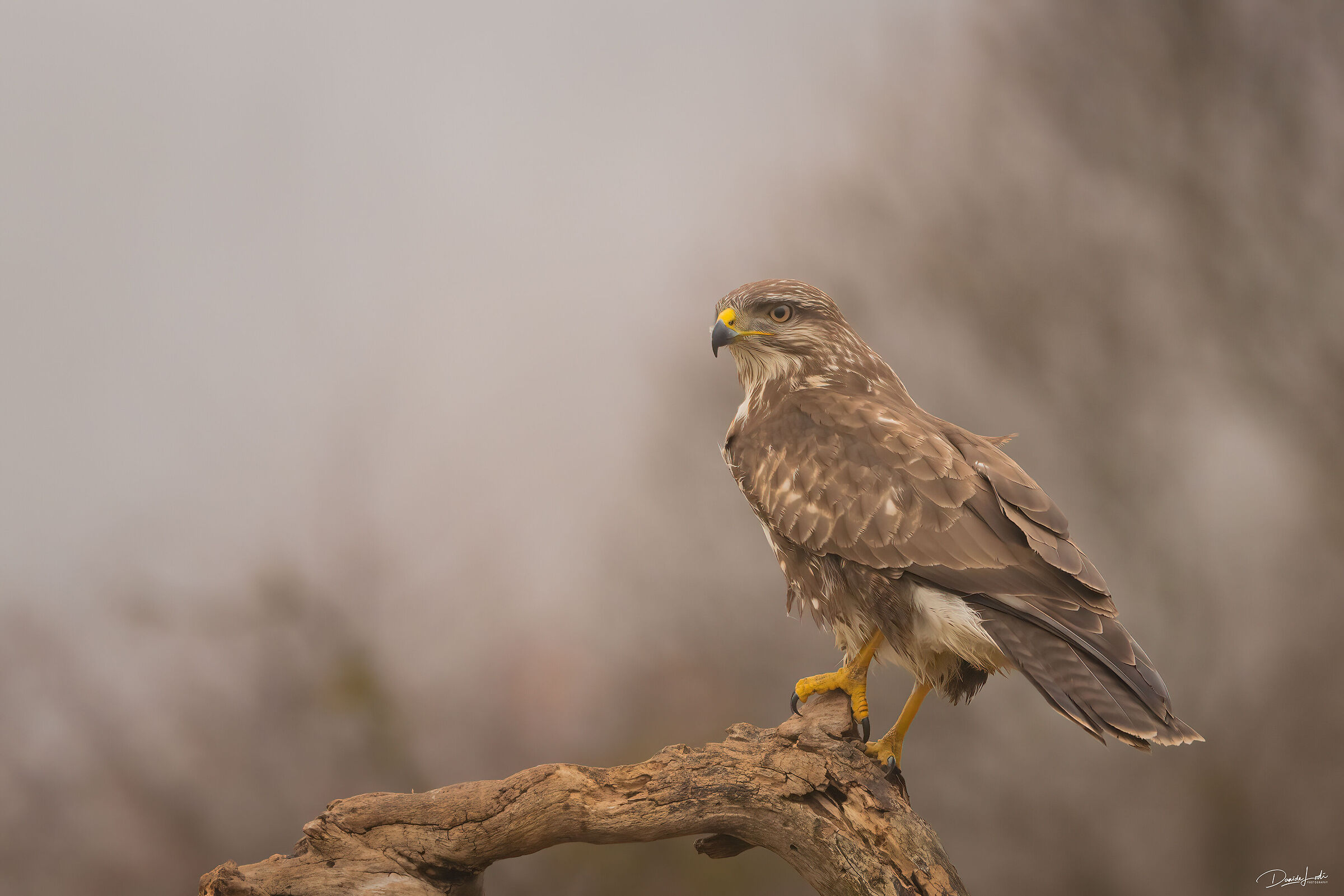 Buzzard