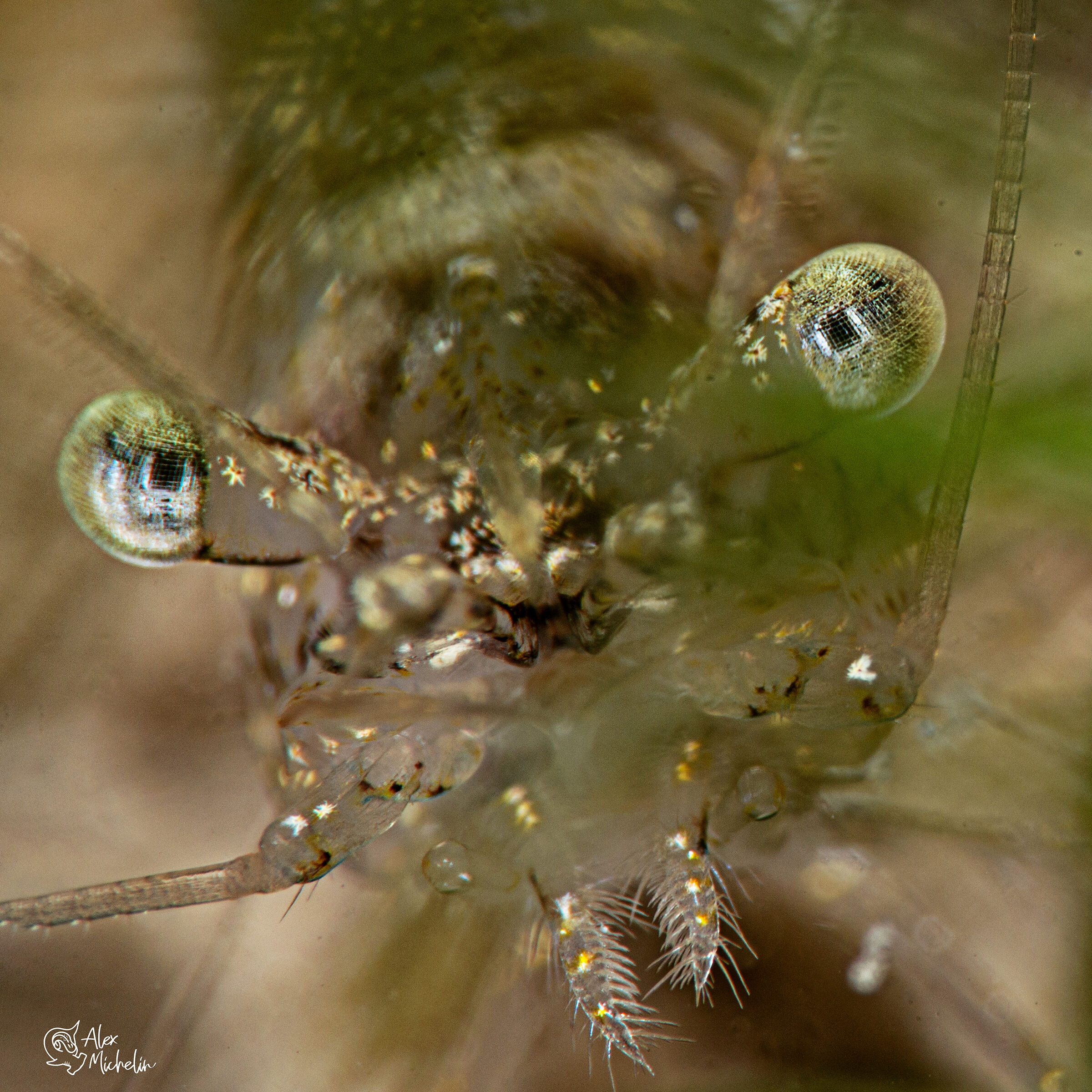 Palaemonetes antennarius dettagli