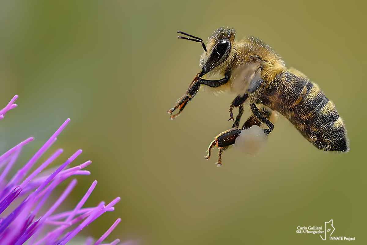 Apis mellifera