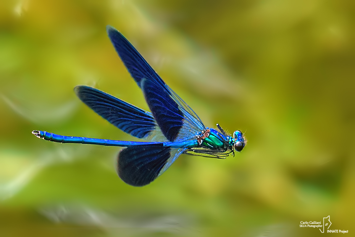 Calopteryx splendens