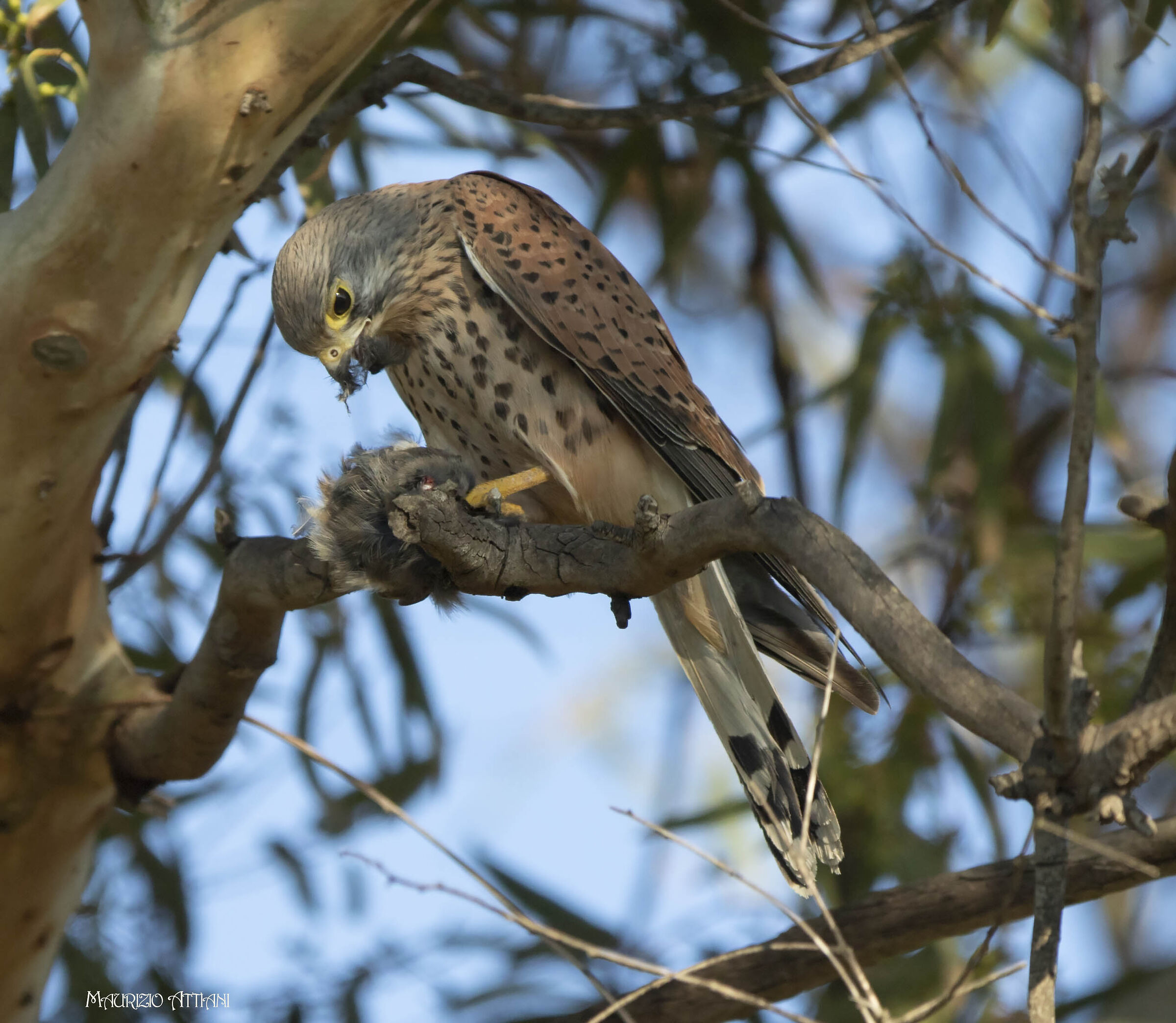 The kestrel and the prey