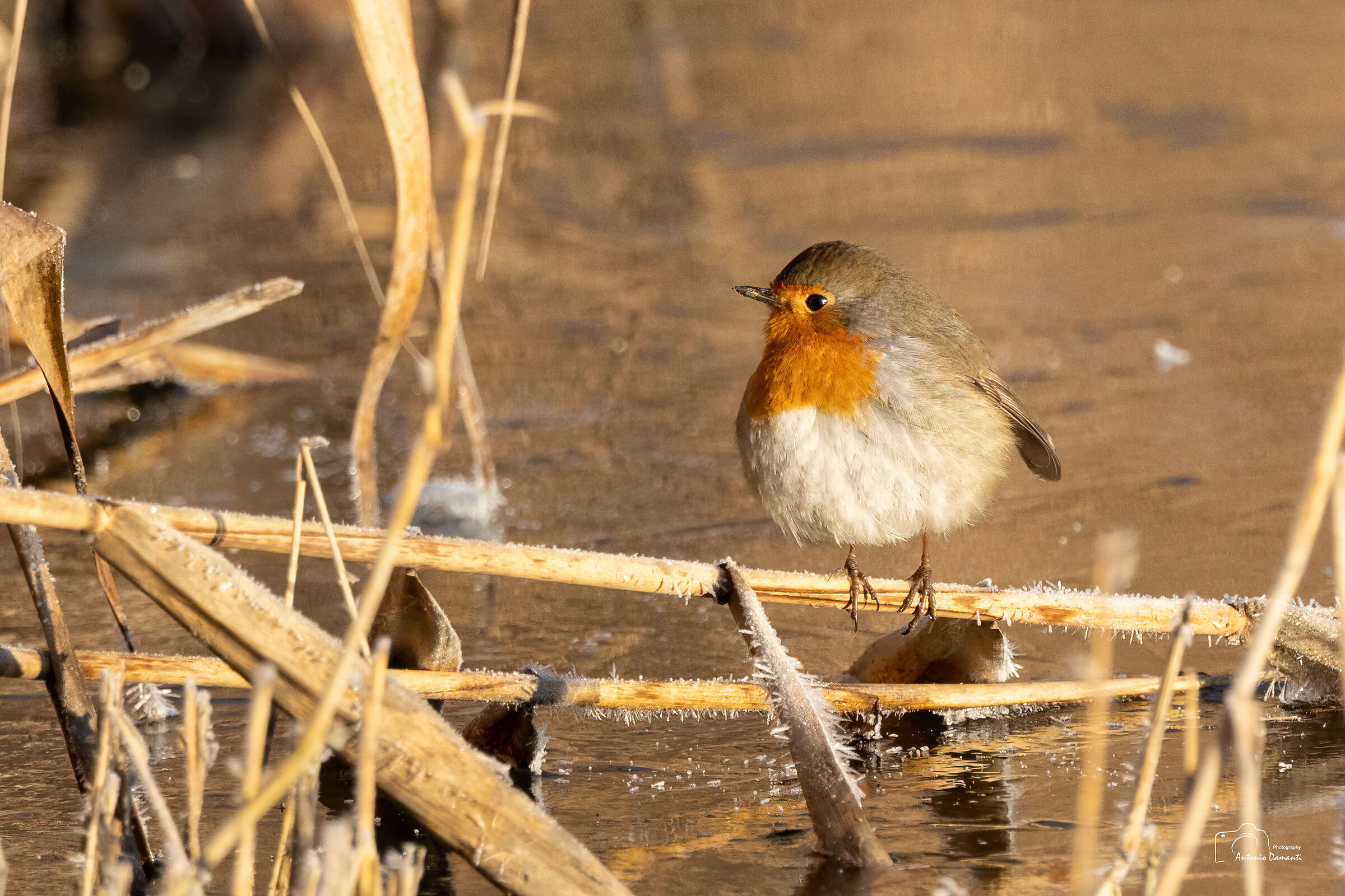 Cold robin