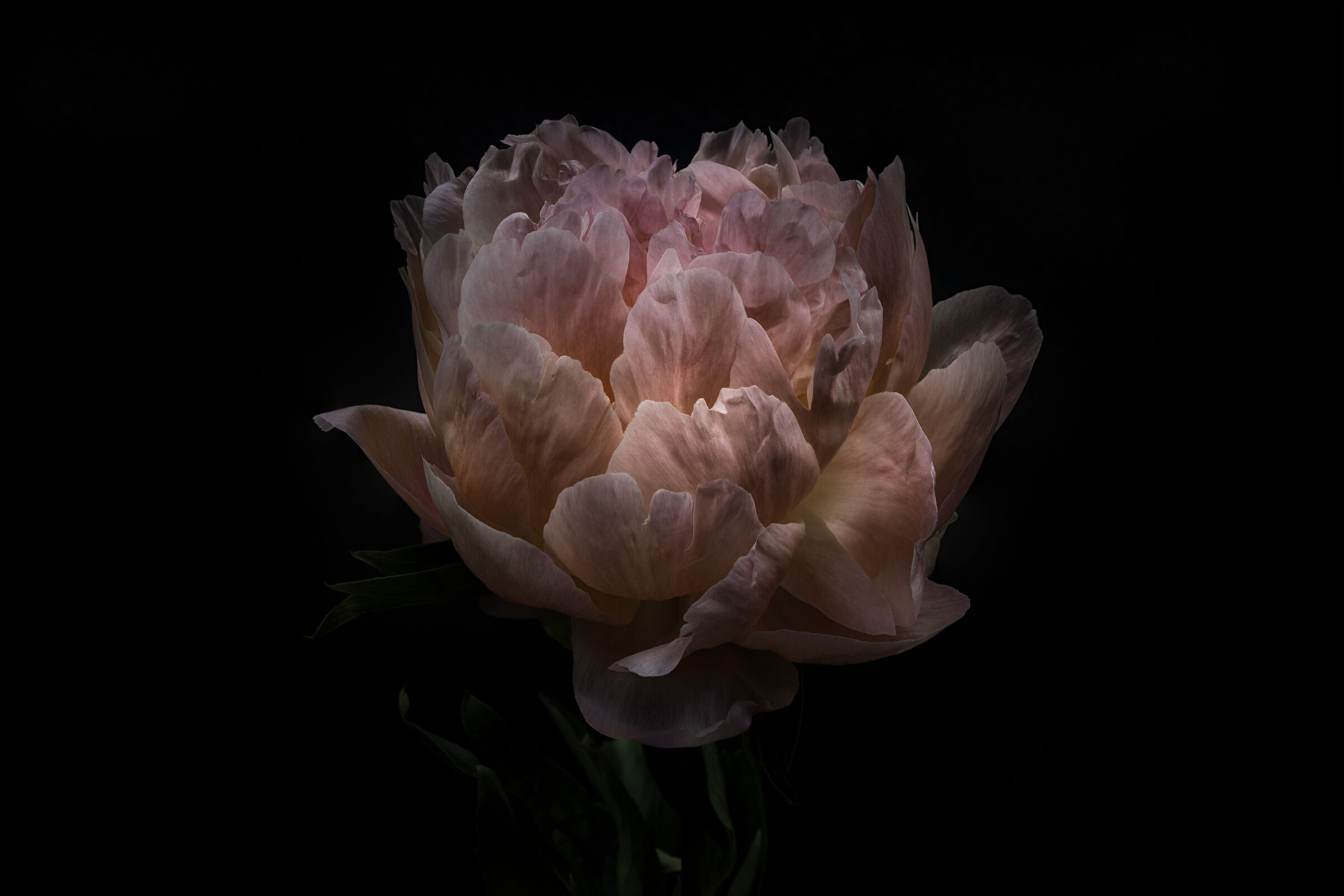 la potenza di un fiore