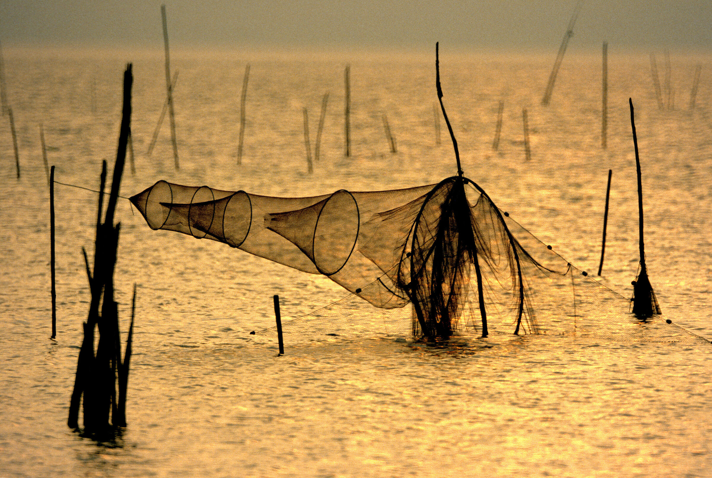 Trasimeno nassa at sunset