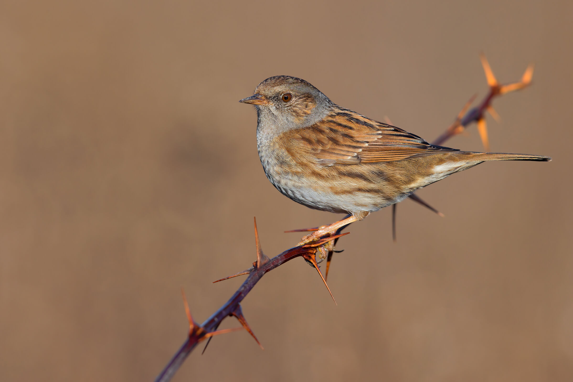 Dunnock