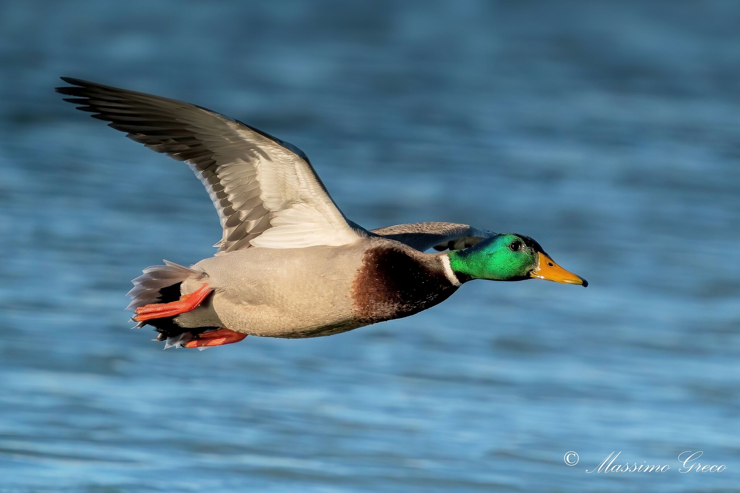 Mallard