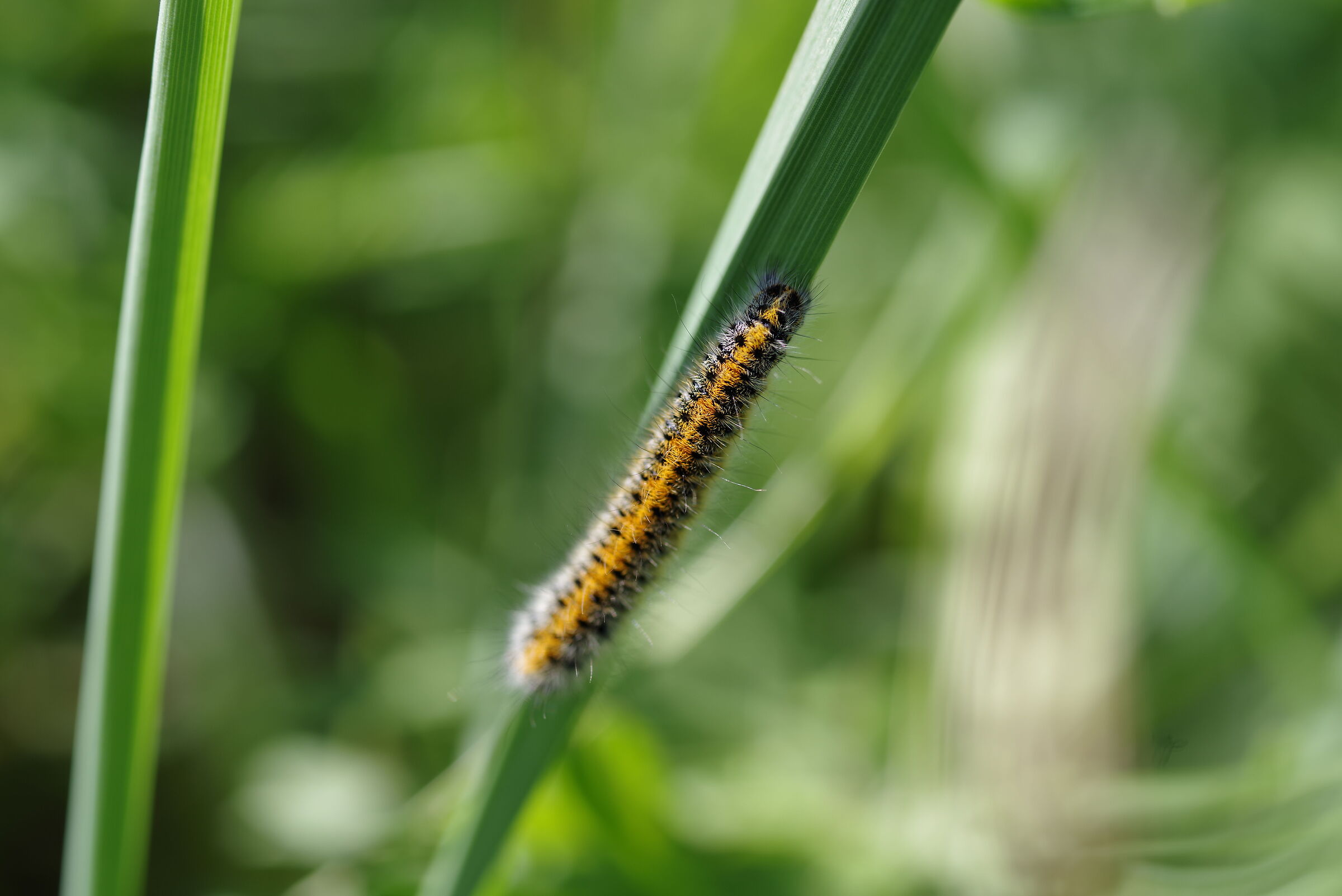 Caterpillar