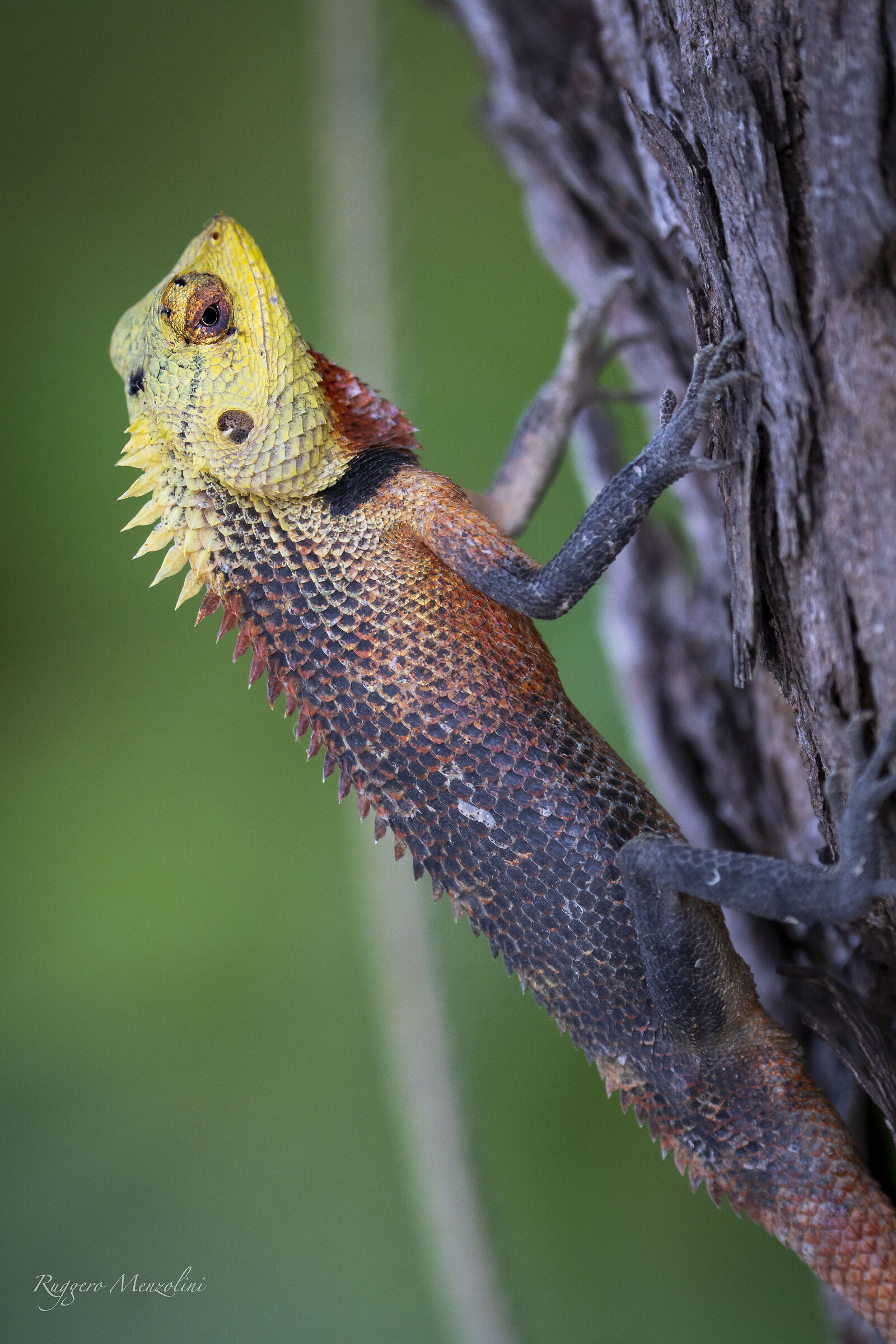 Oriental garden lizard