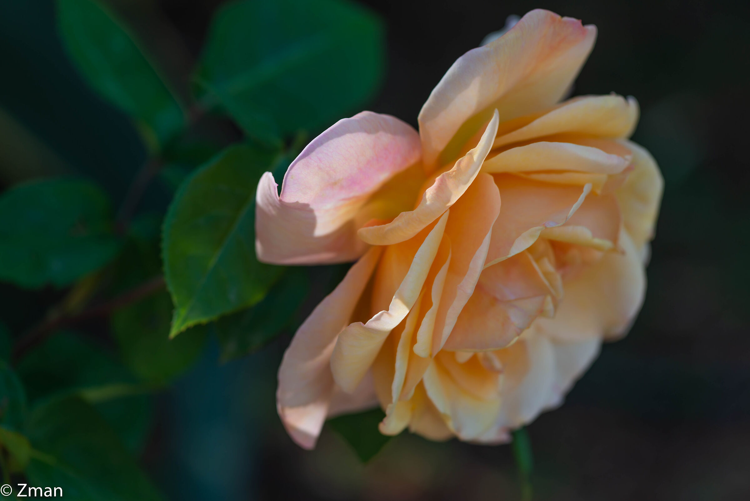 Golden Rose