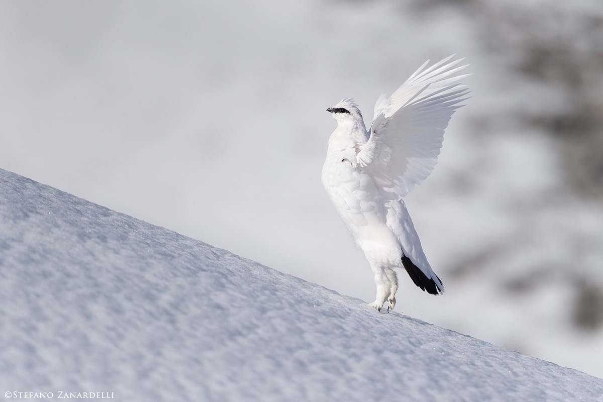 Ptarmigan