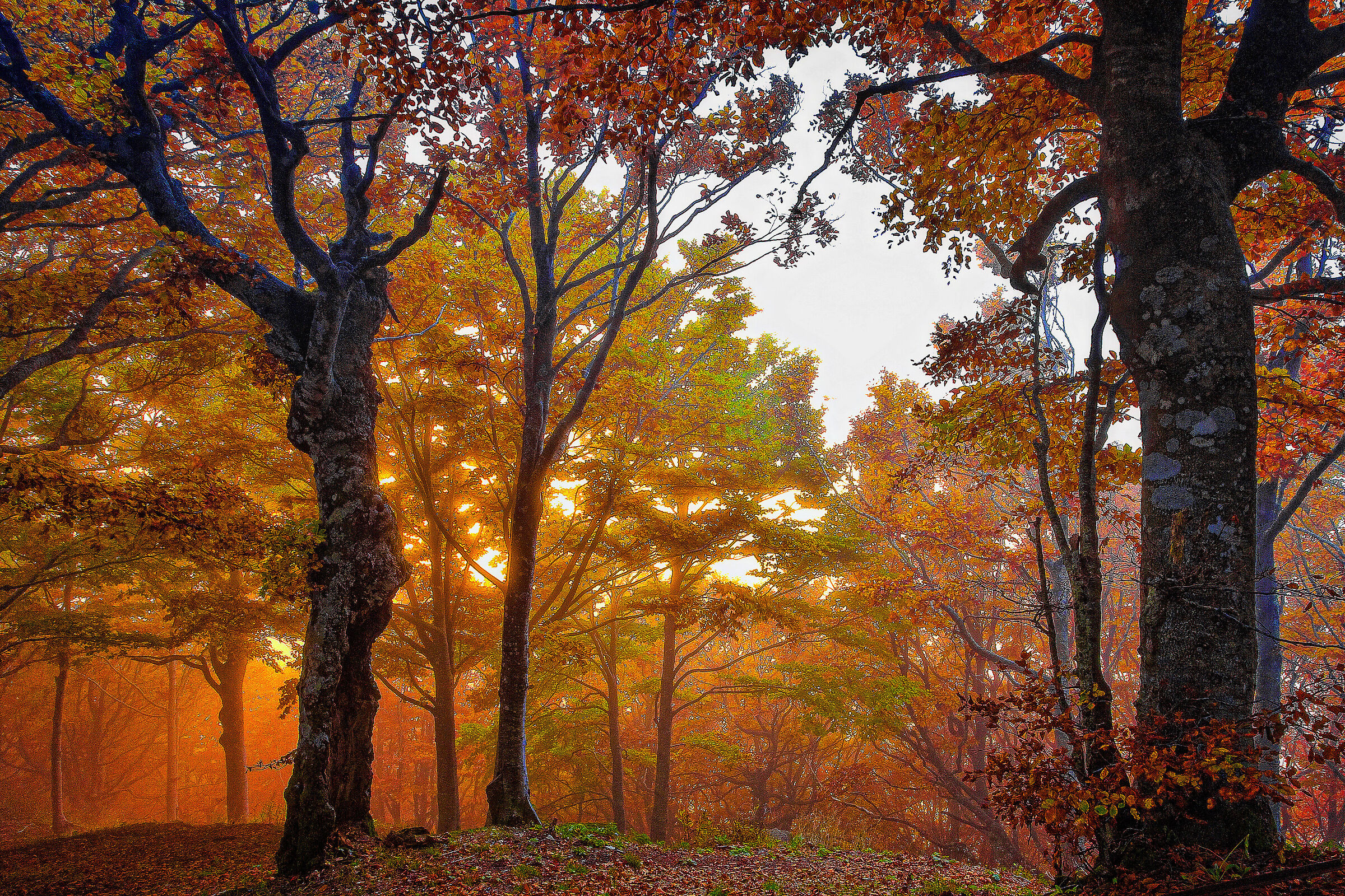 Esplosioni di colori
