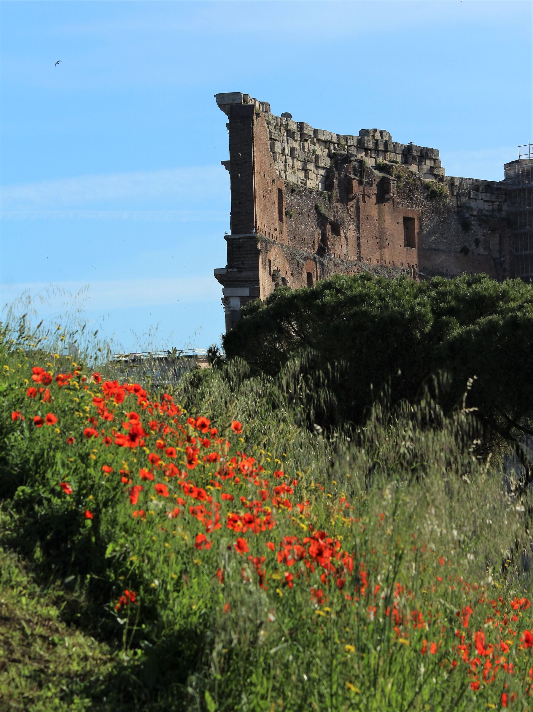 Papaveri e Colosseo