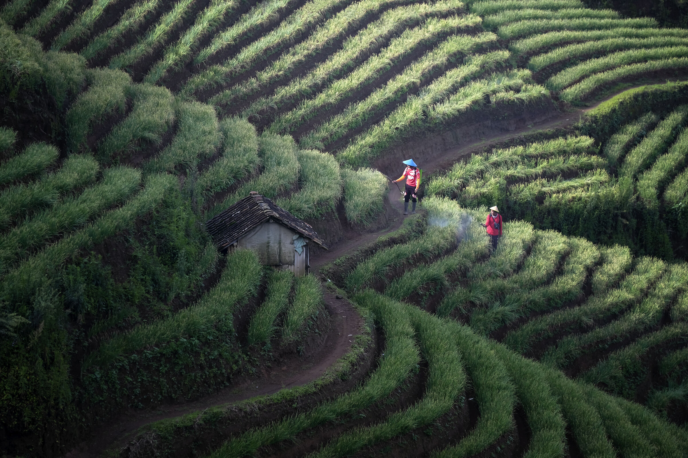 argapura onion farmer