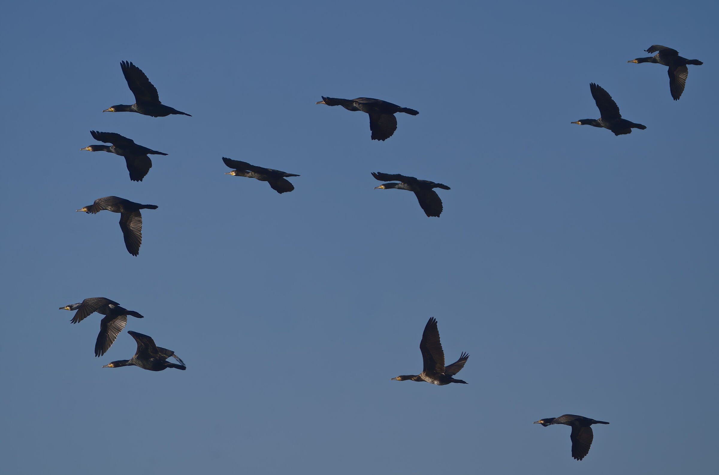 Black flights in the blue sky