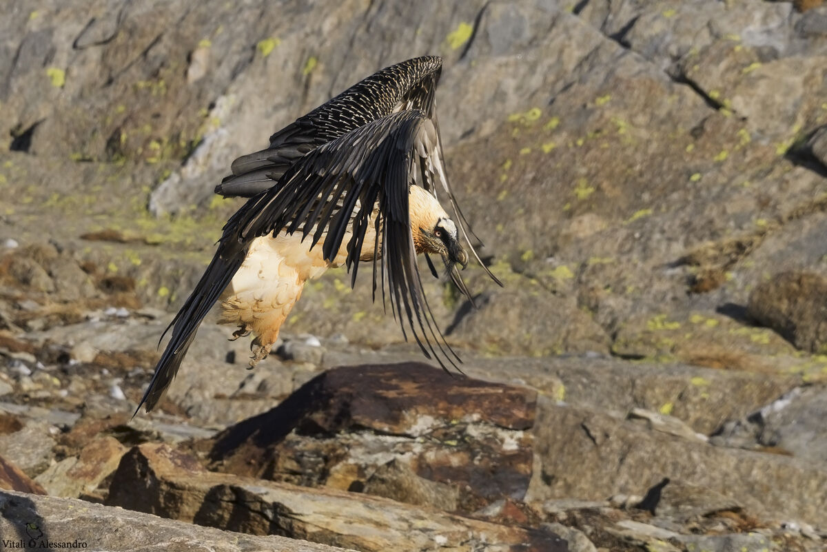 Bearded Vulture