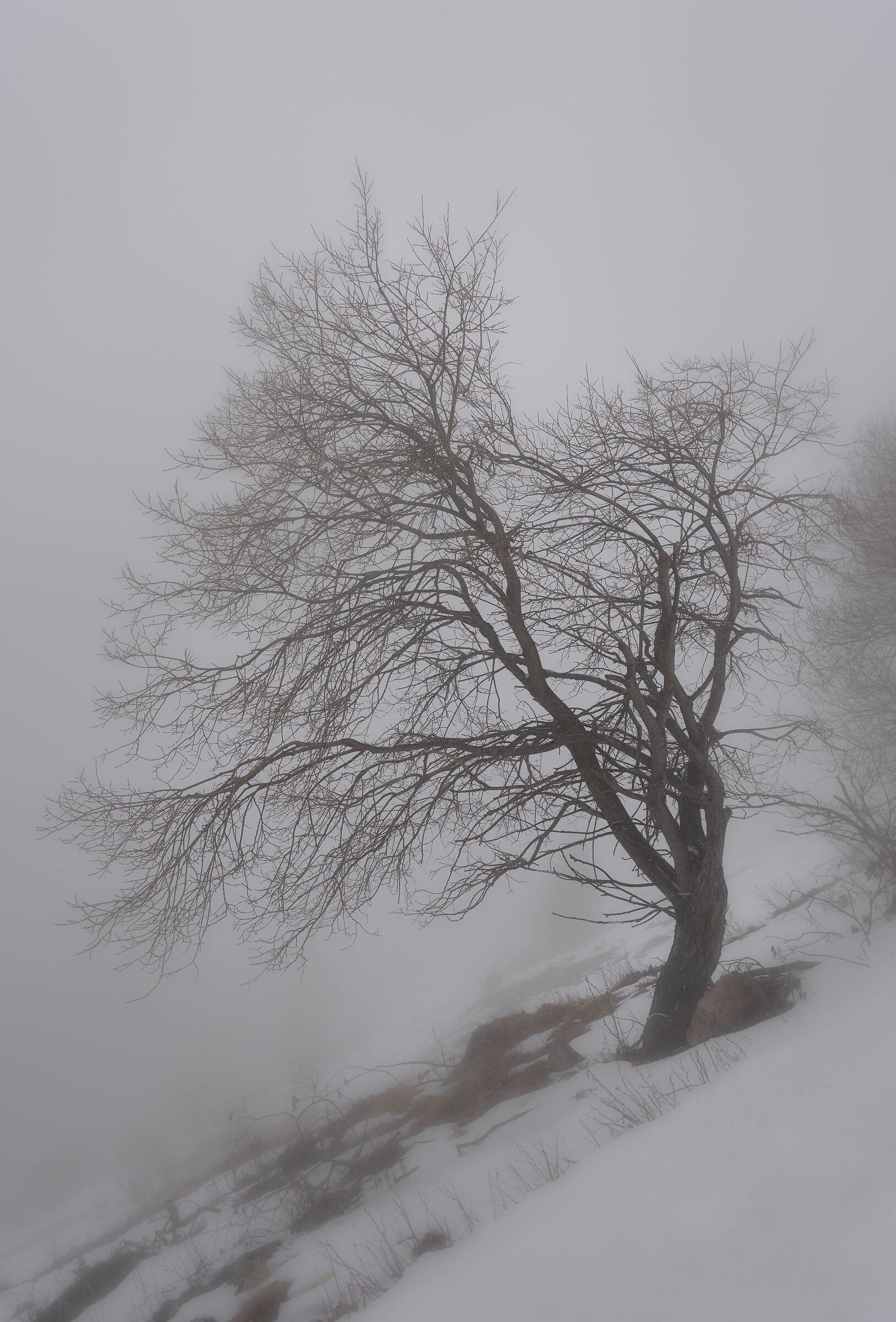 Nebbia e neve (Monte Stivo - Trentino - Italia)