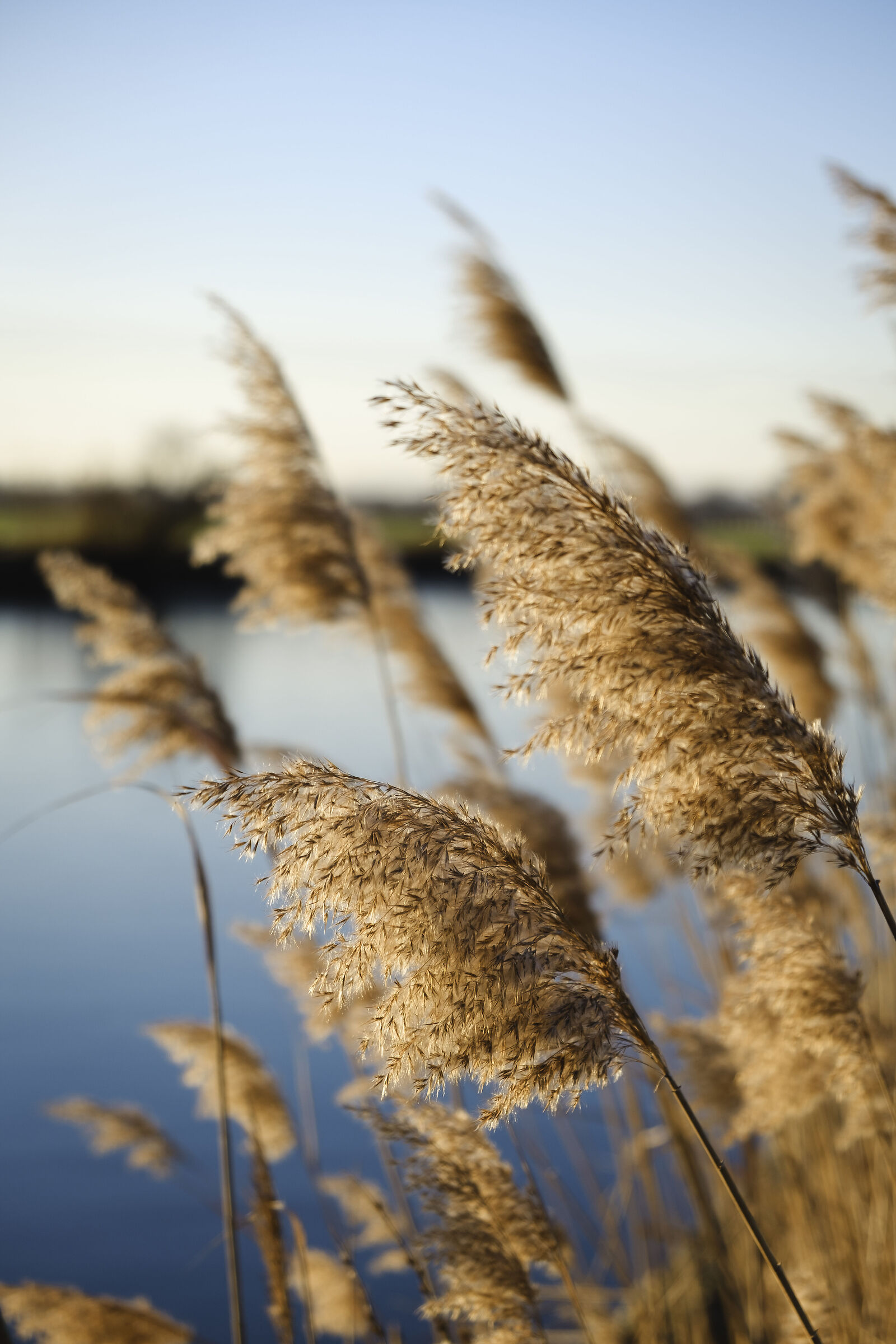 Marsh grasses