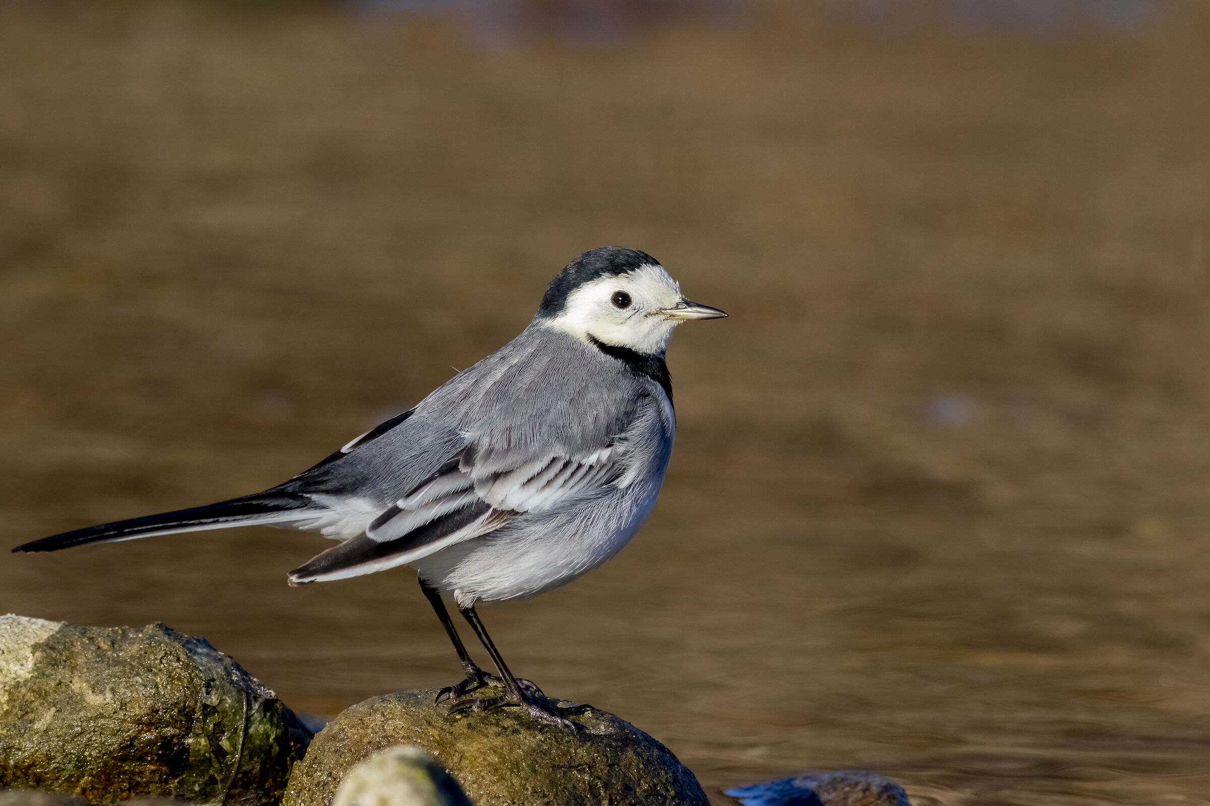 White wagtail