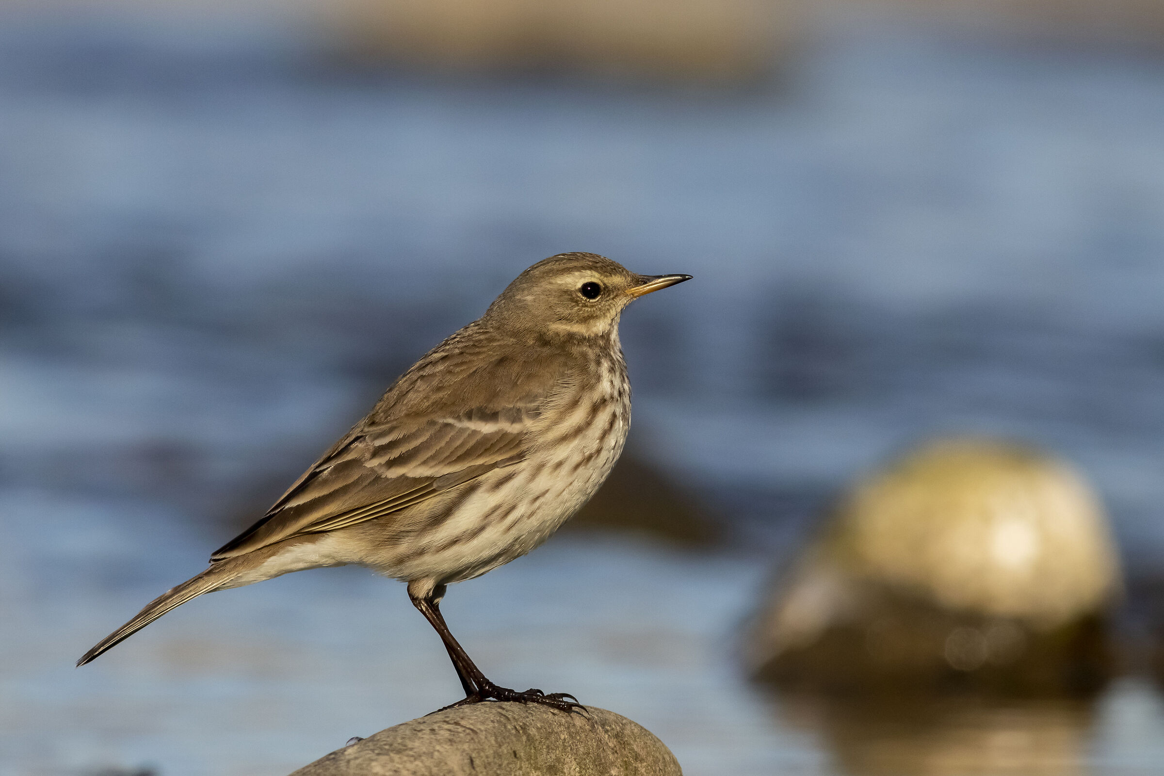 Water pipit