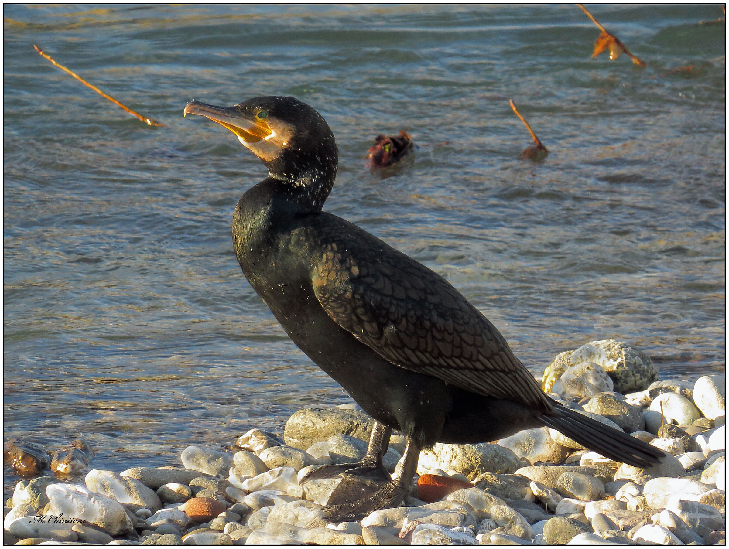 Cormorano