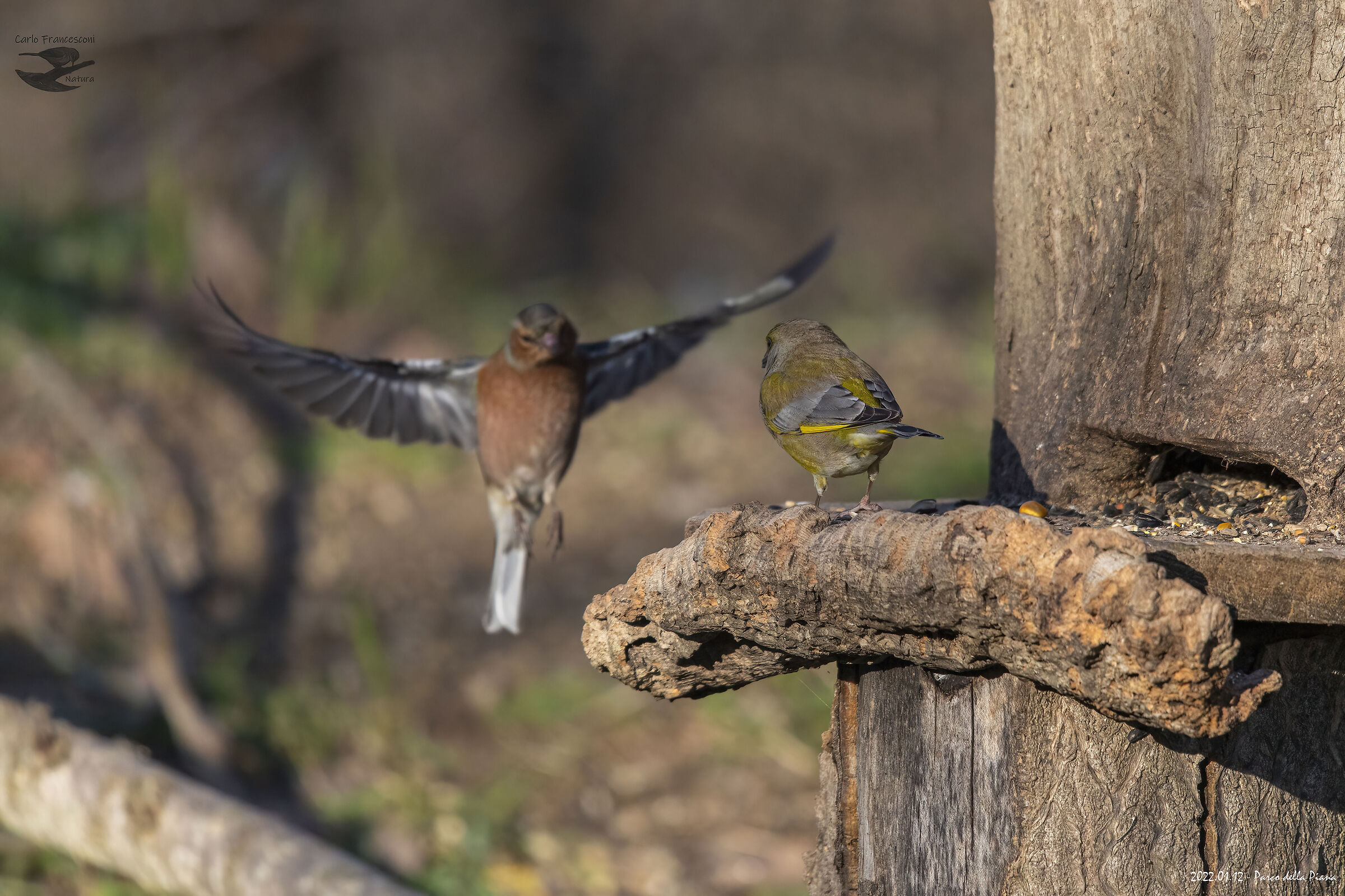 o te che vorresti???????