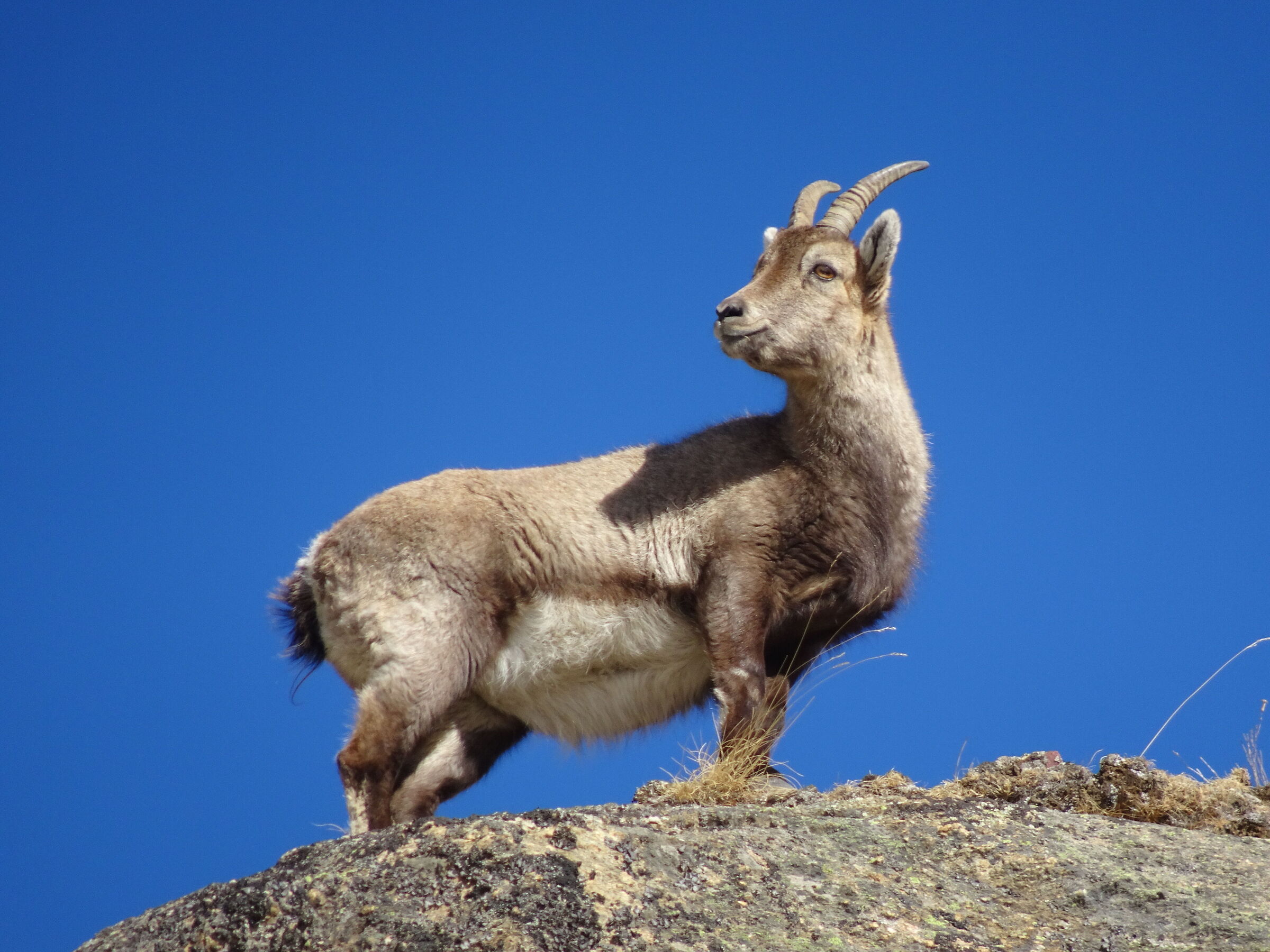 Ibex
