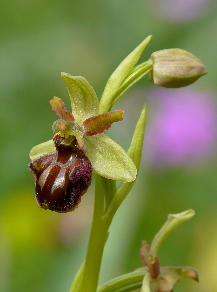 Ophrys sphegodes