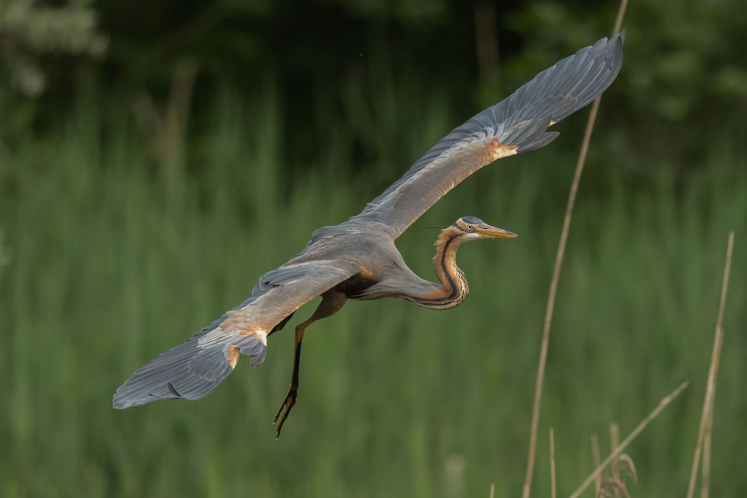 purple heron