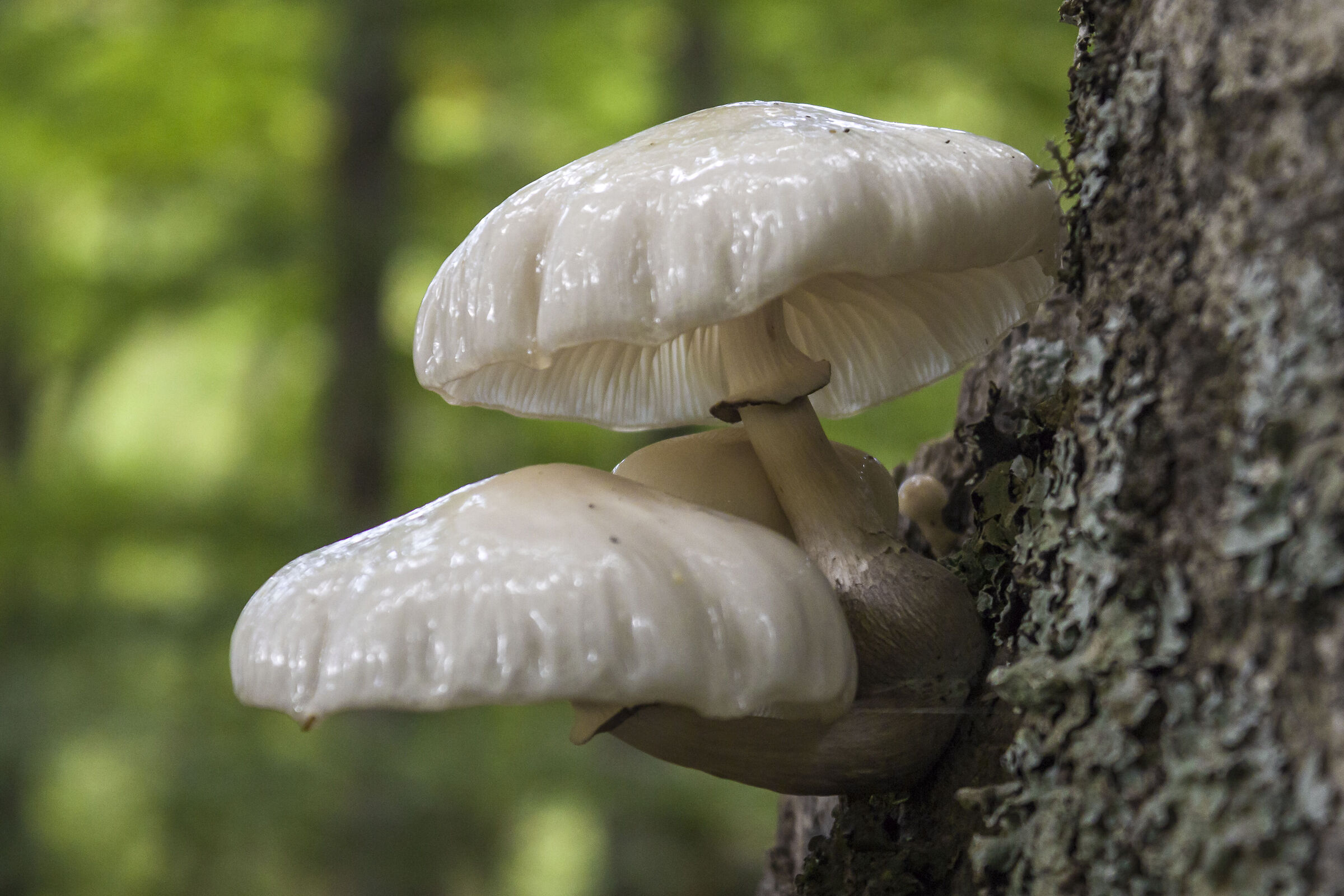 Oudemansiella mucida