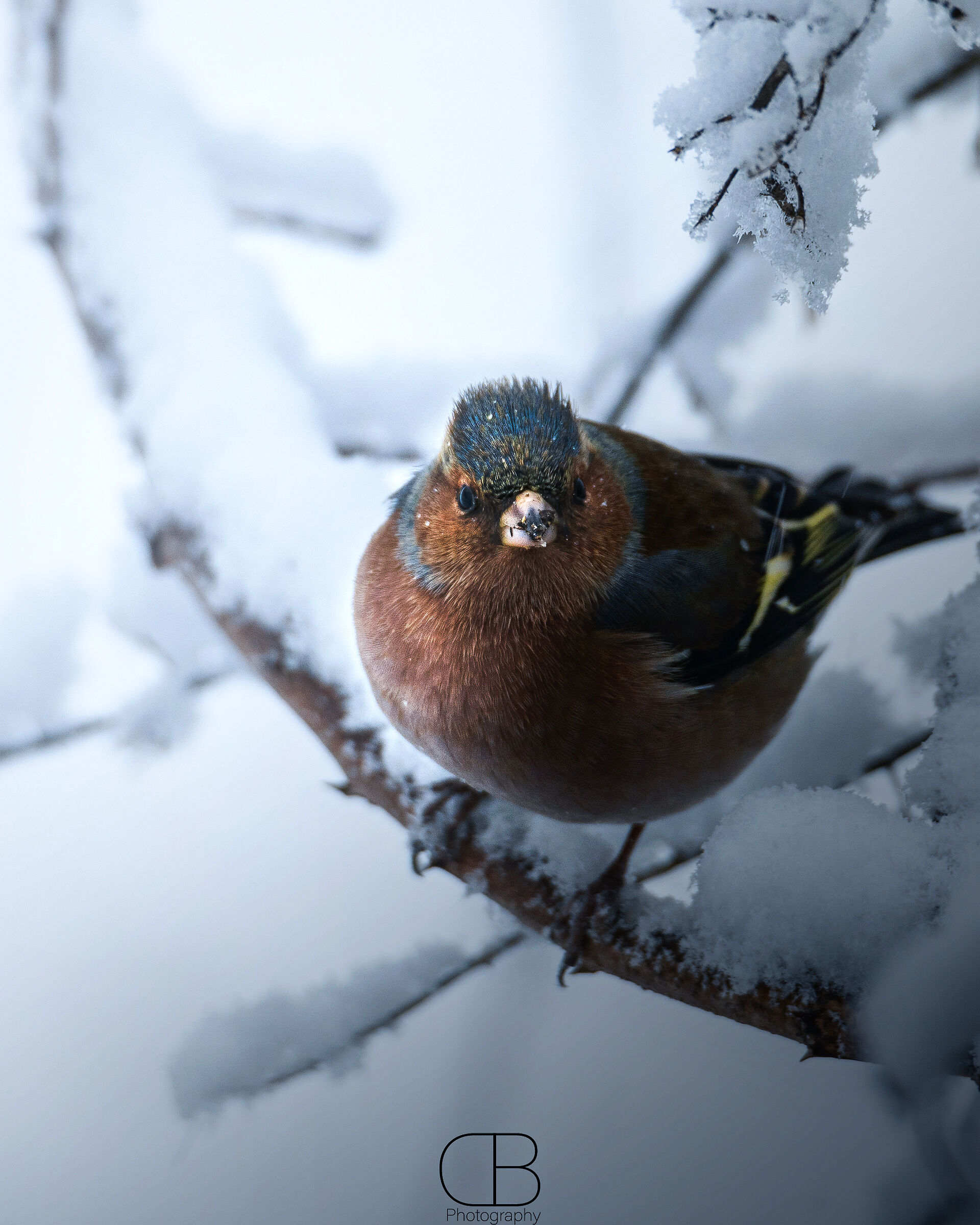 Hidden in the snow...