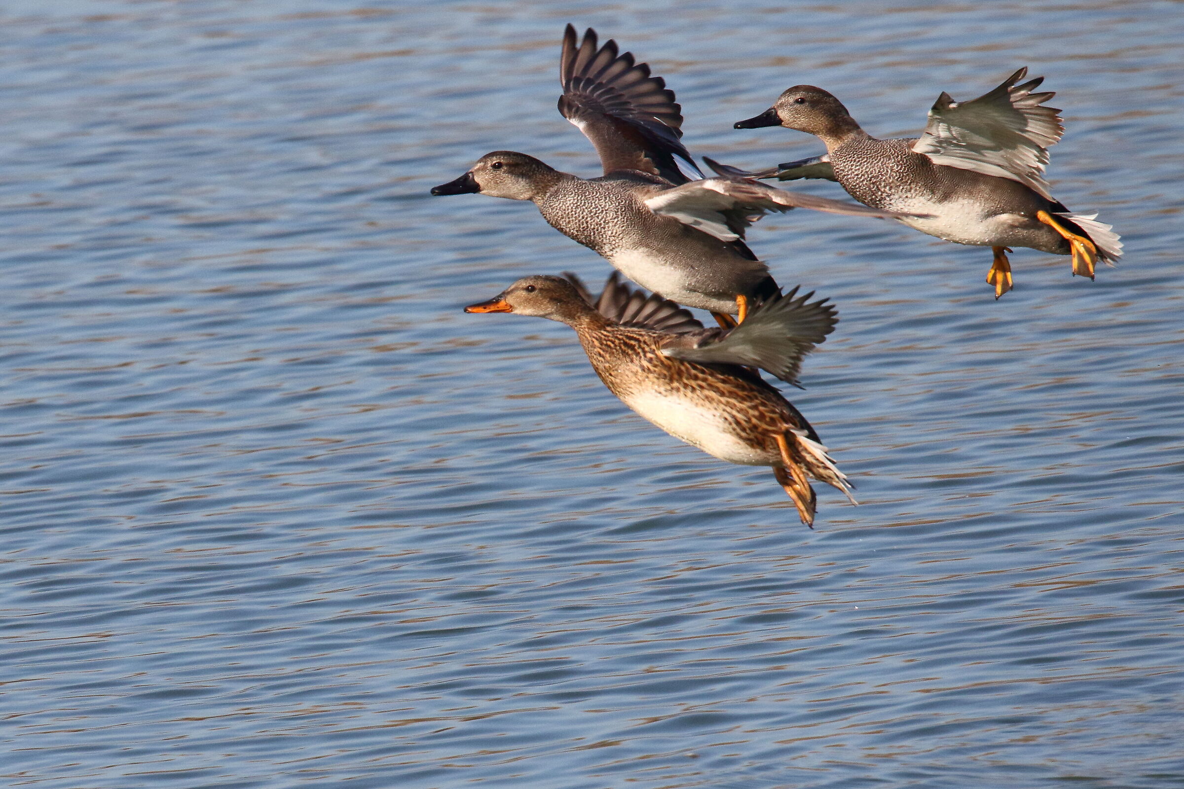 canapiglie ammaraggio