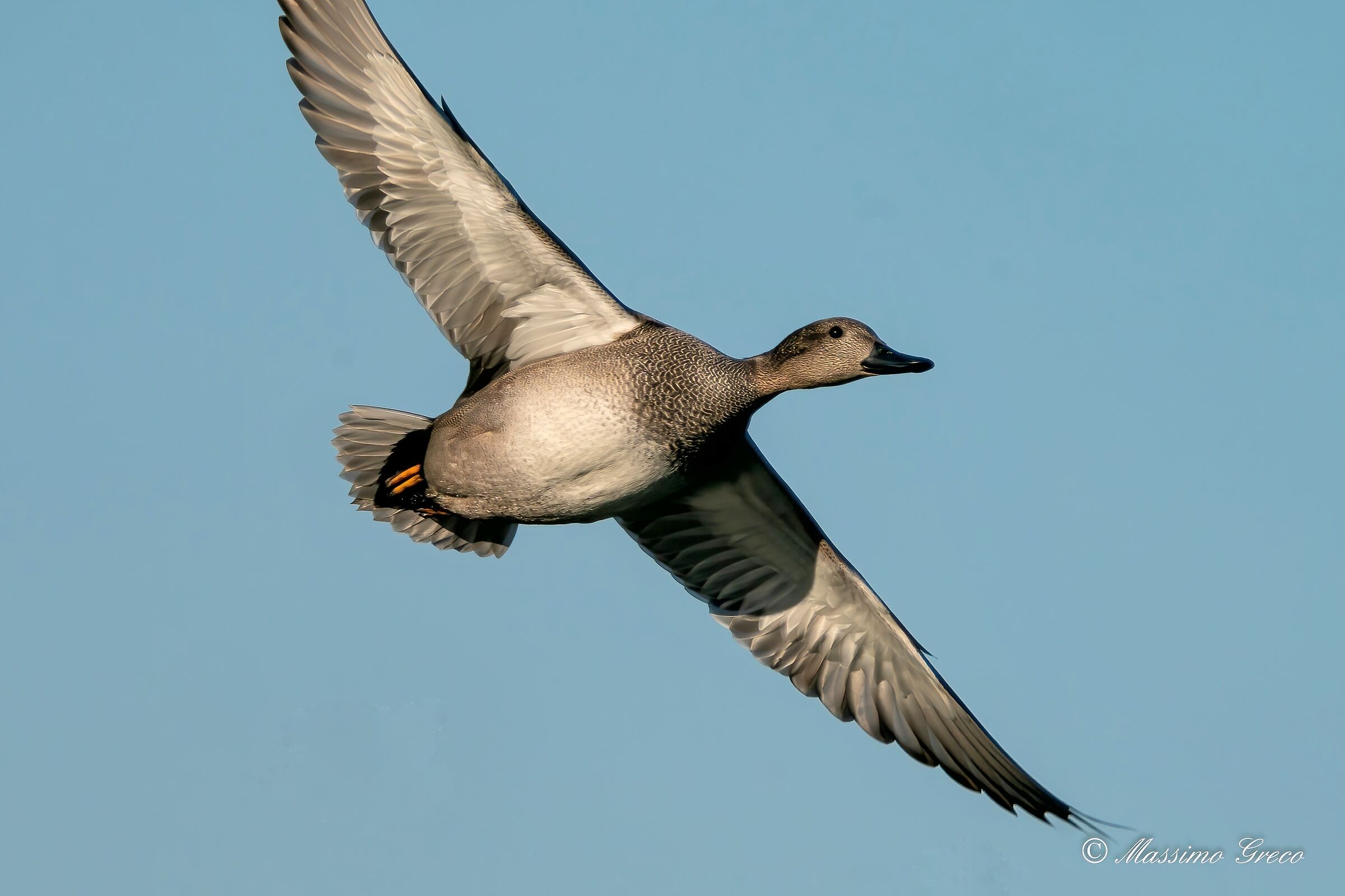 Canapiglia (Mareca strepera)