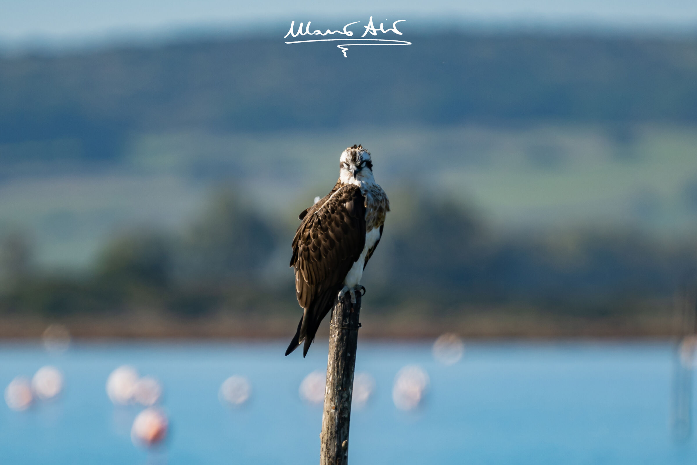 Falco pescatore