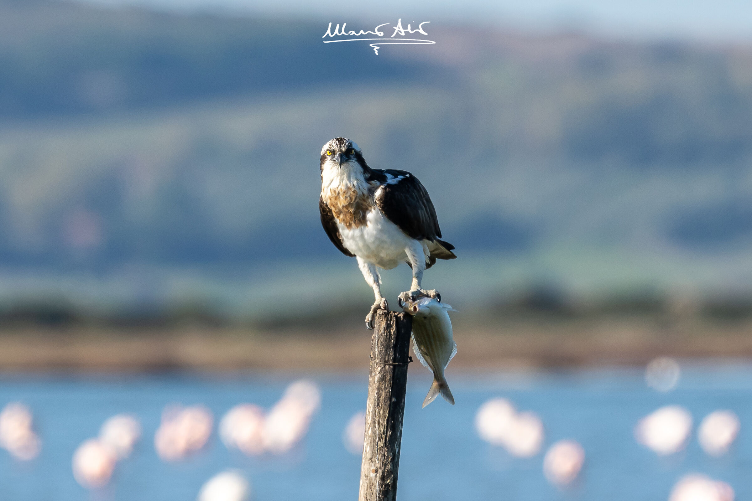 Falco pescatore