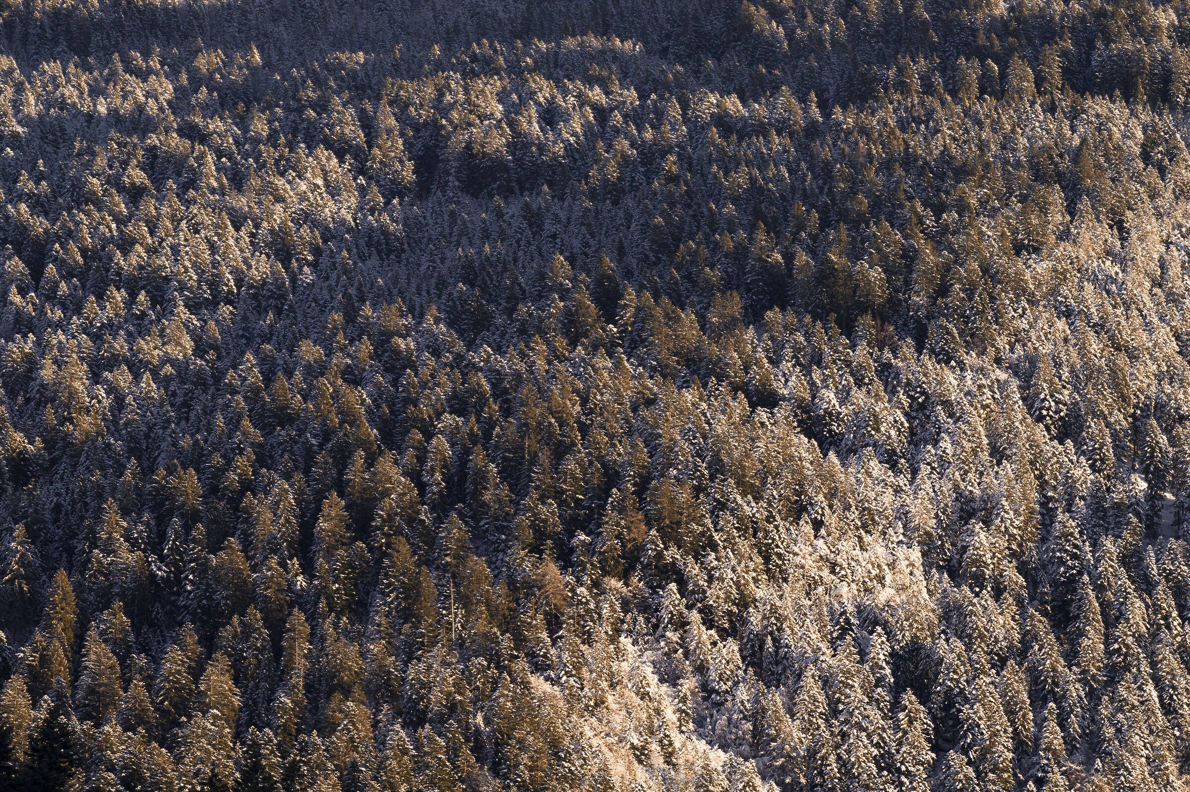 fir texture