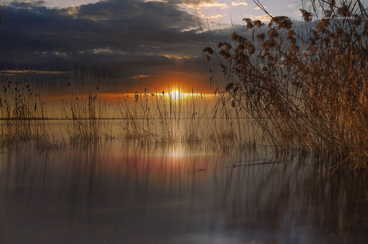 the evening light in the reeds