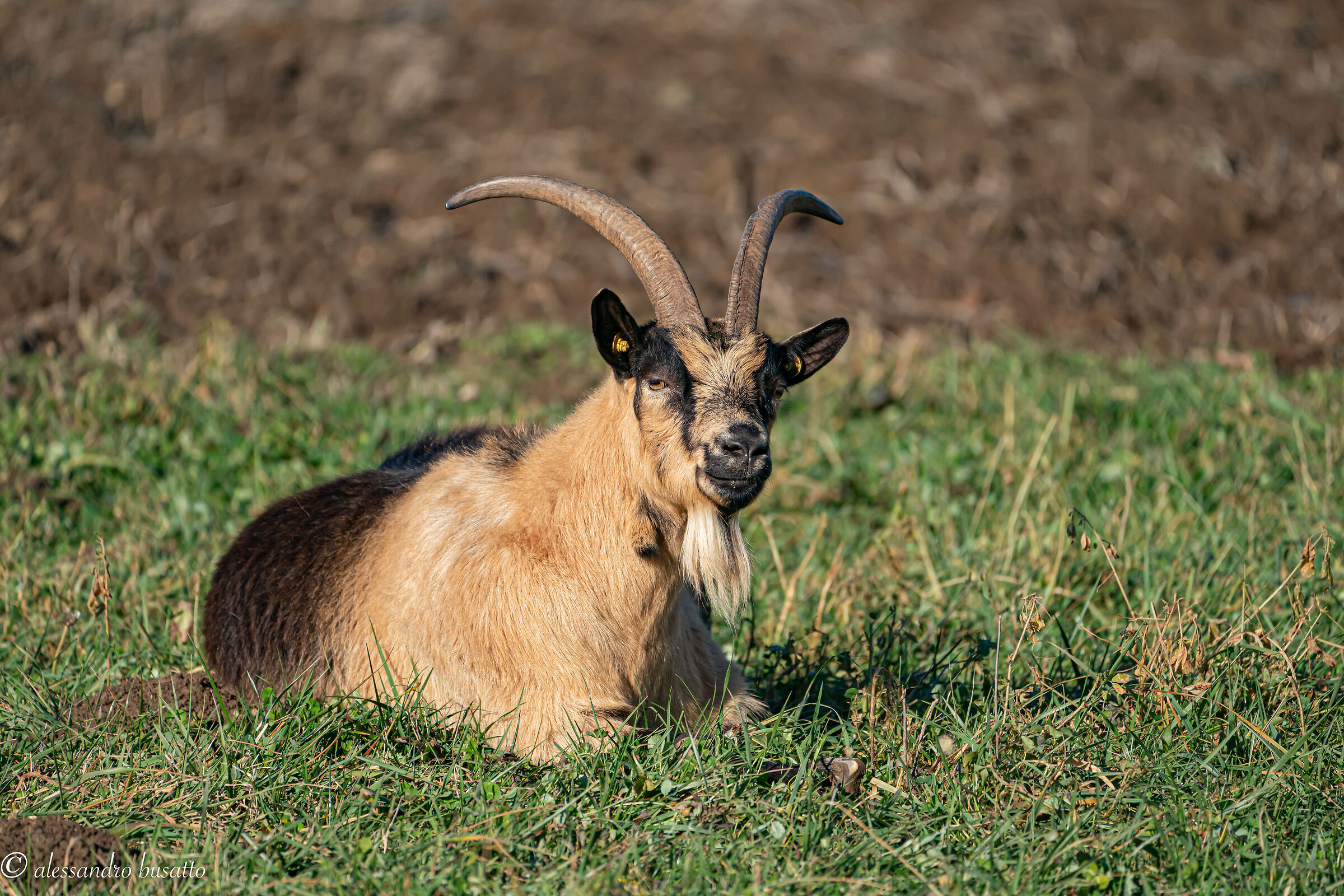 Una delle capre di Sgarbi....