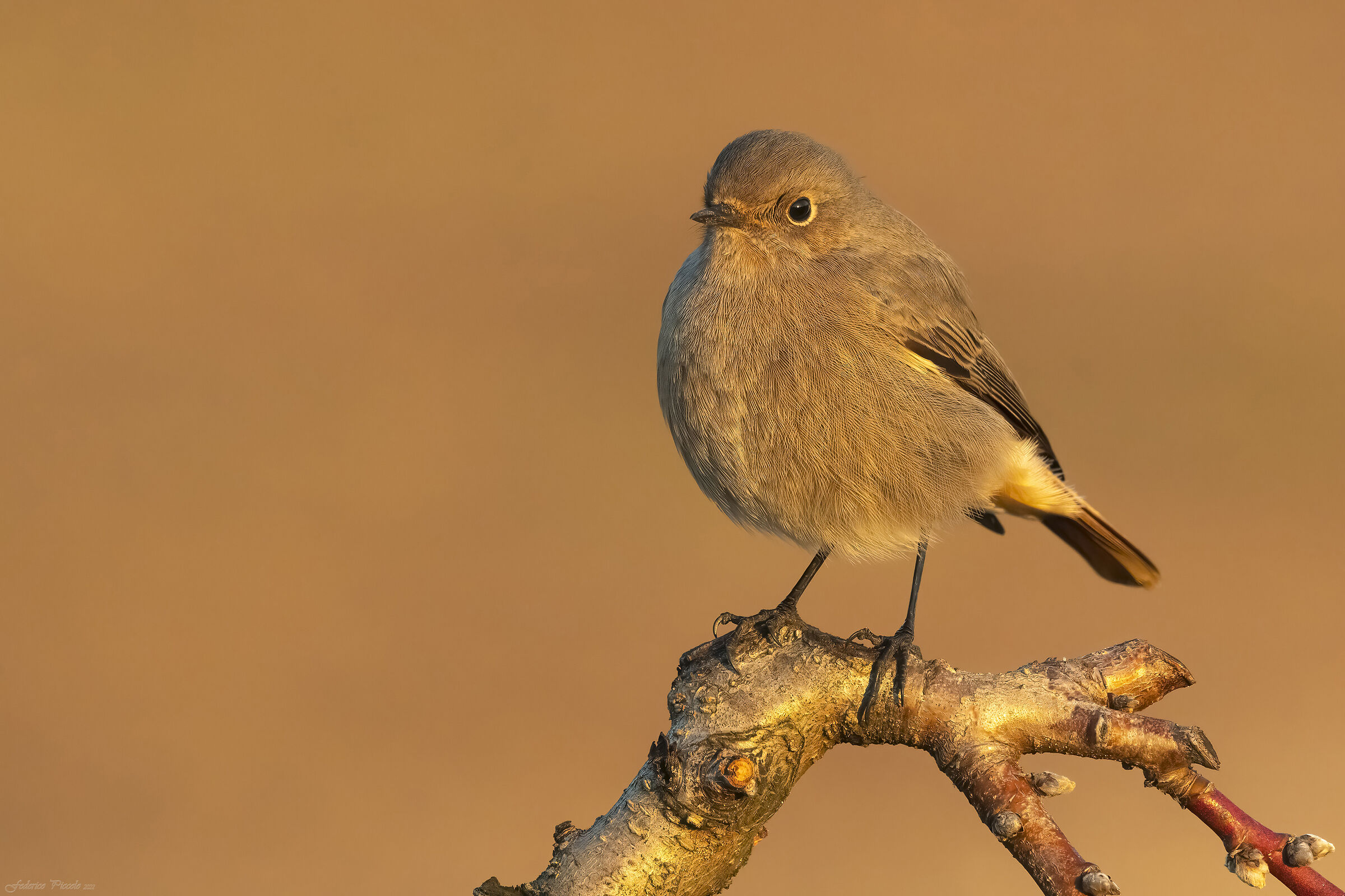 Codirosso spazzacamino