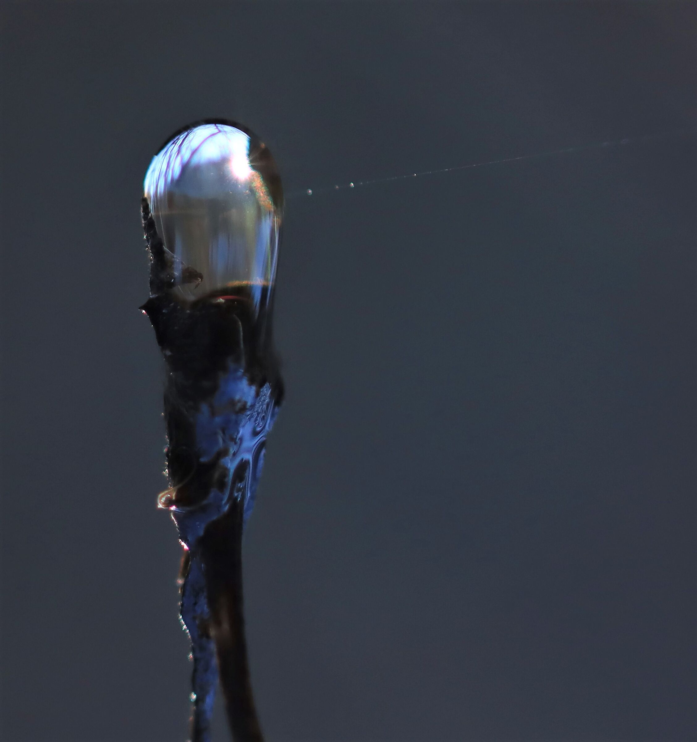 il bosco in una goccia