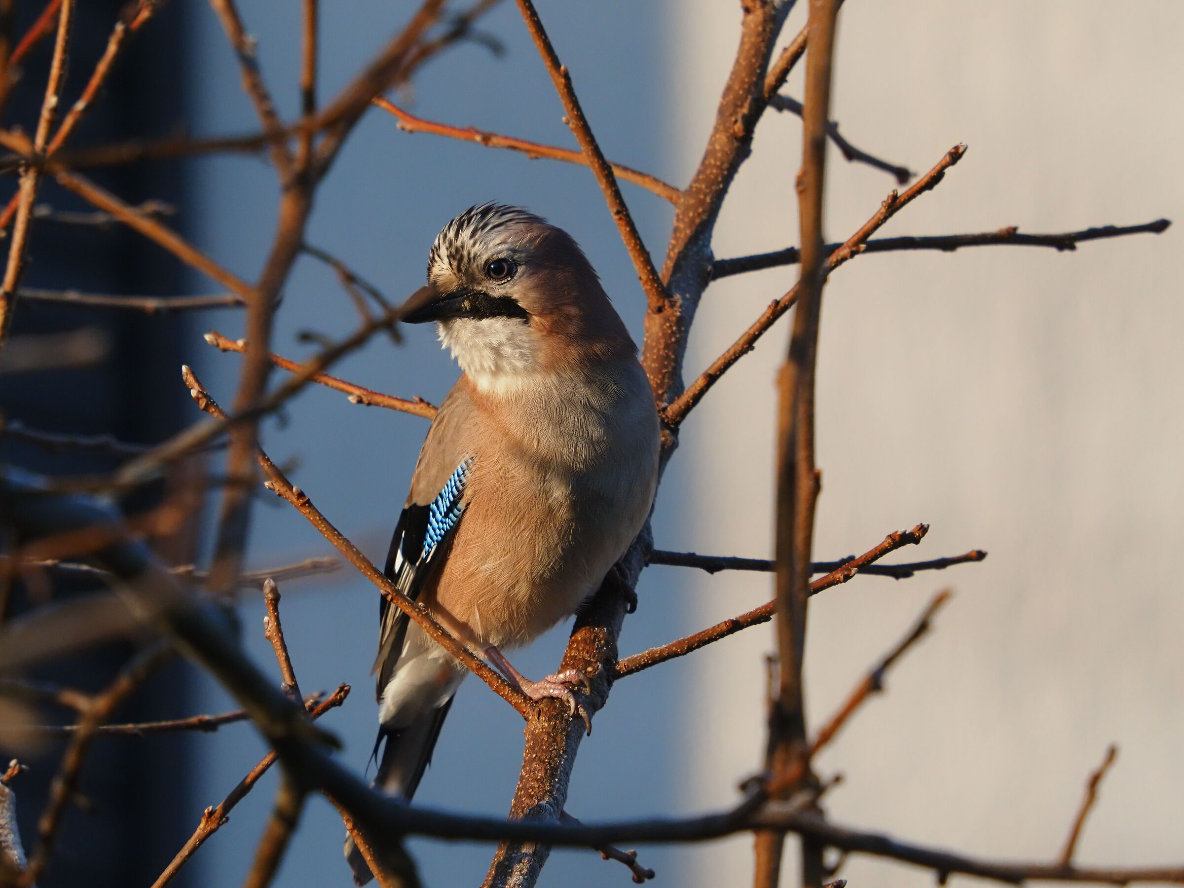 Ghiandaia inaspettata