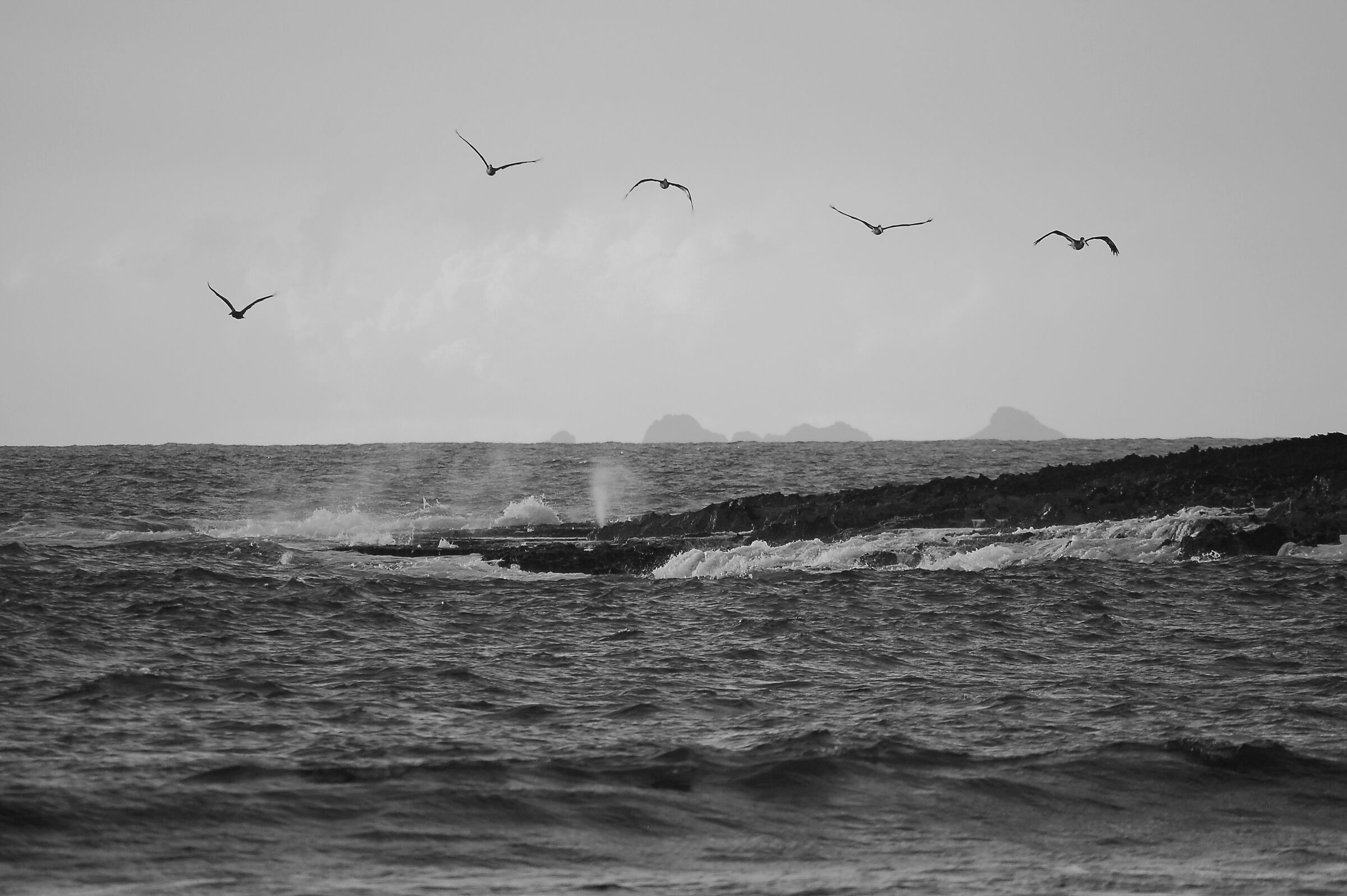 Pelicans and overseas woodpeckers